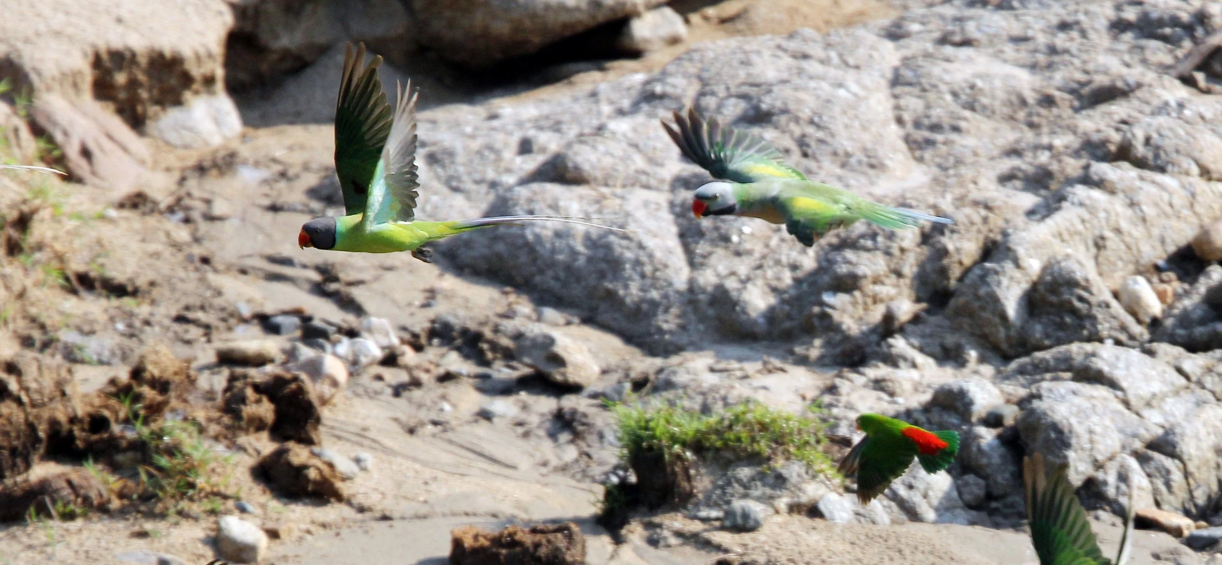 BIRD - PARAKEET - RED BREASTED, GREY-HEADED PARAKEETS & VERNAL HANGING PARROT -  HUAI KHA KHAENG NATURE RESERVE - THAILAND (35).jpg
