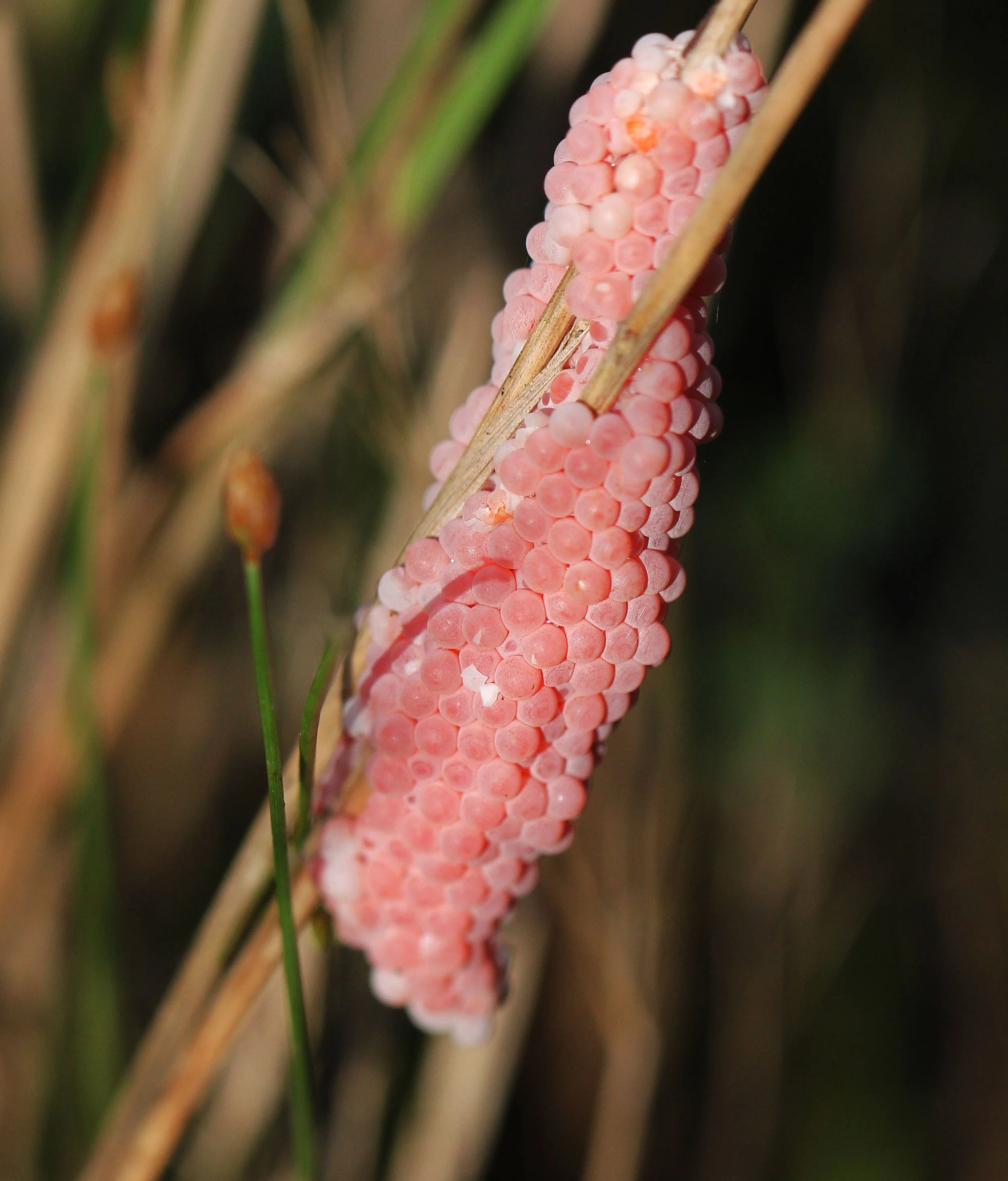 2015 Koh Lanta October Break Trip  (58).JPG