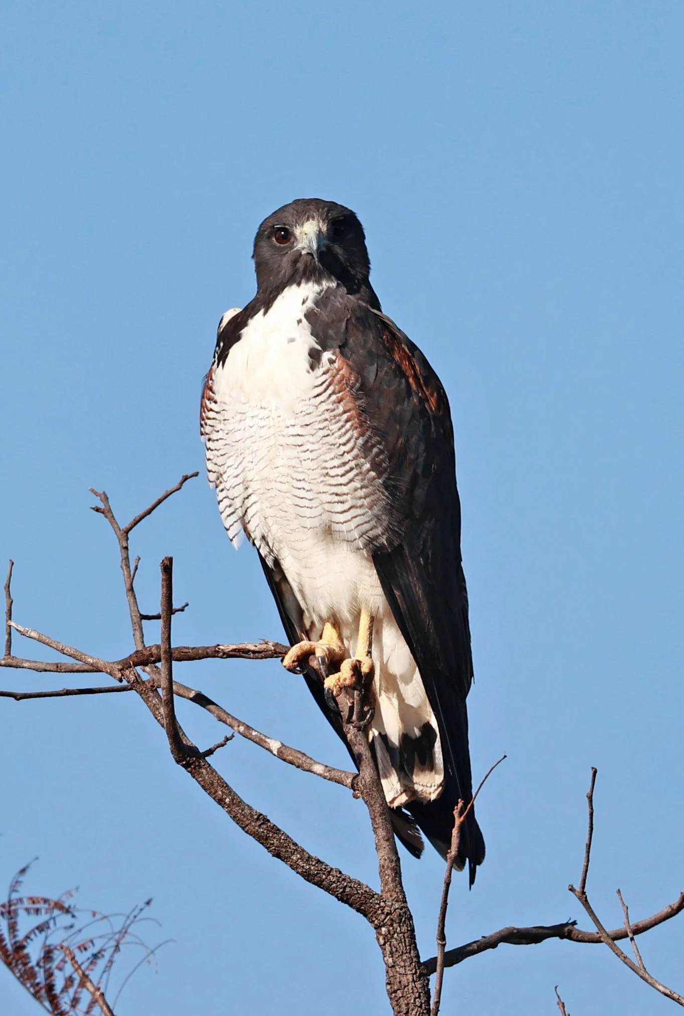 Hawk - White-tailed Hawk - Geranoaetus albicaudatus - Emas National Park, Goias State, Brazil (47).jpg