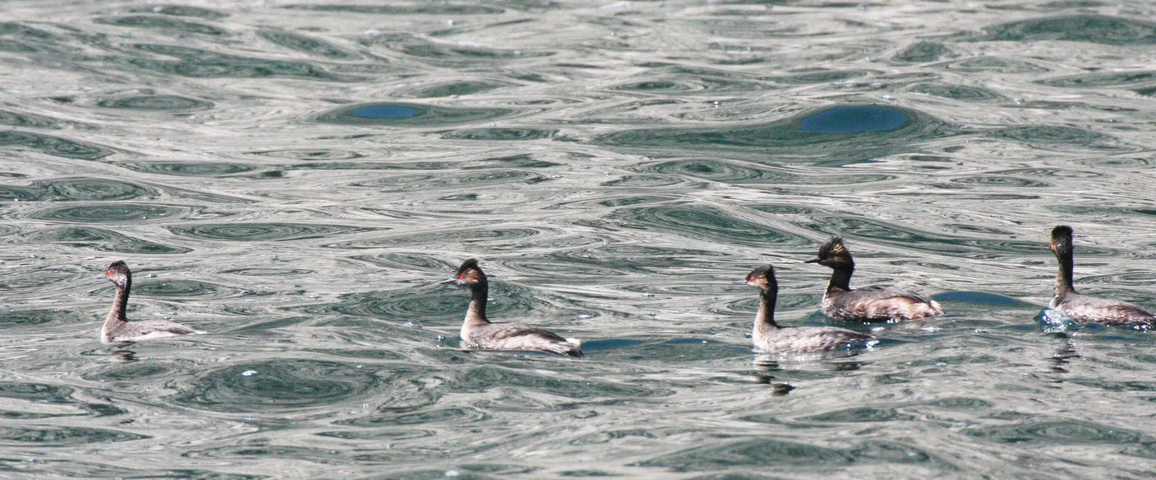 Eared Grebe (Podiceps nigricollis) Isla Santa Catalina Baja Mexico (7).JPG
