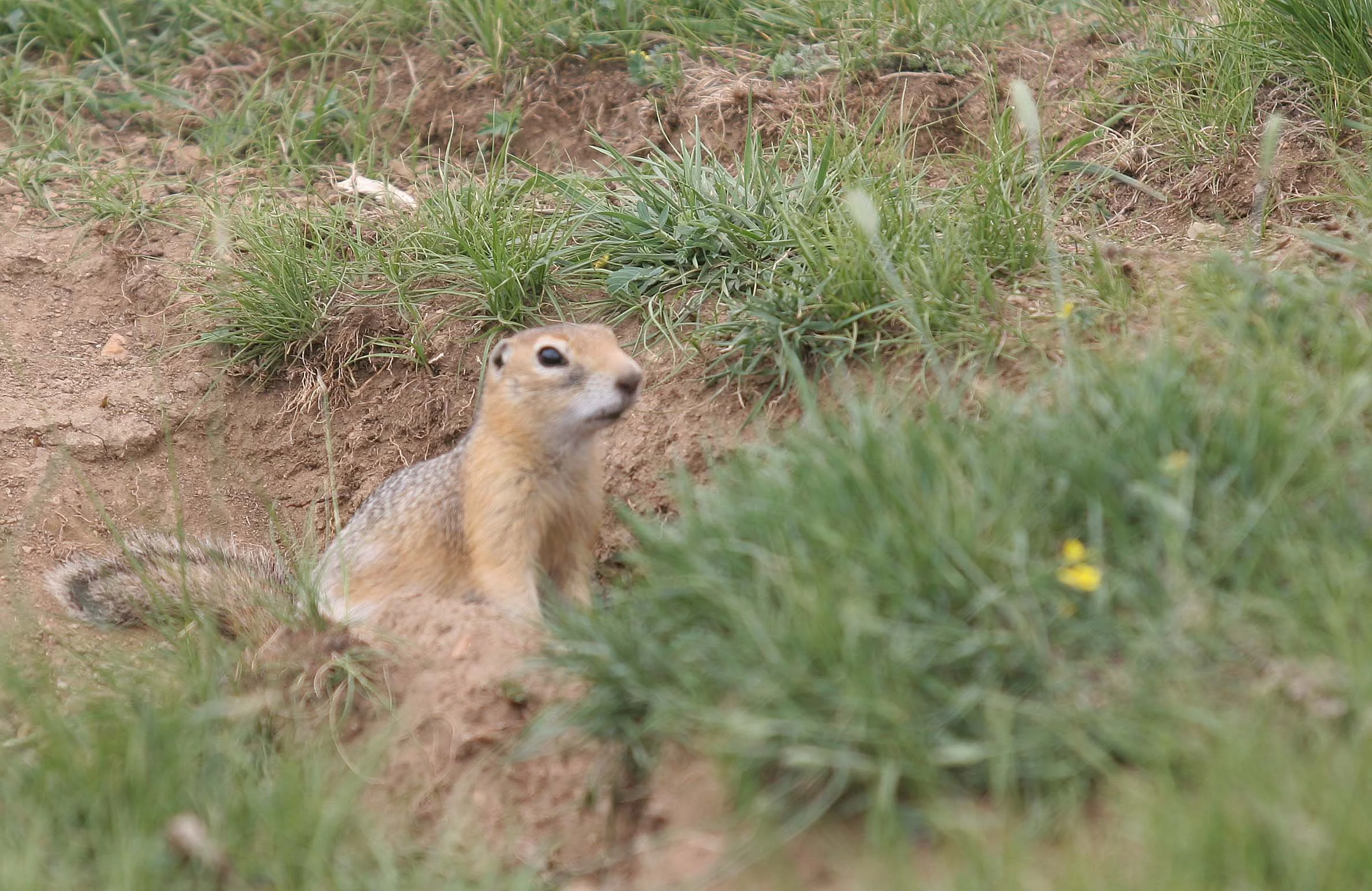 Citellus undulatus - Long-tailed Siberian Souslik (Ground Squirrel ...