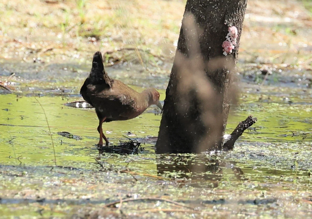 Ruddy-breasted Crake (Porzana fusca) Khao Sam Roi Yod NP Thailand (11).jpg