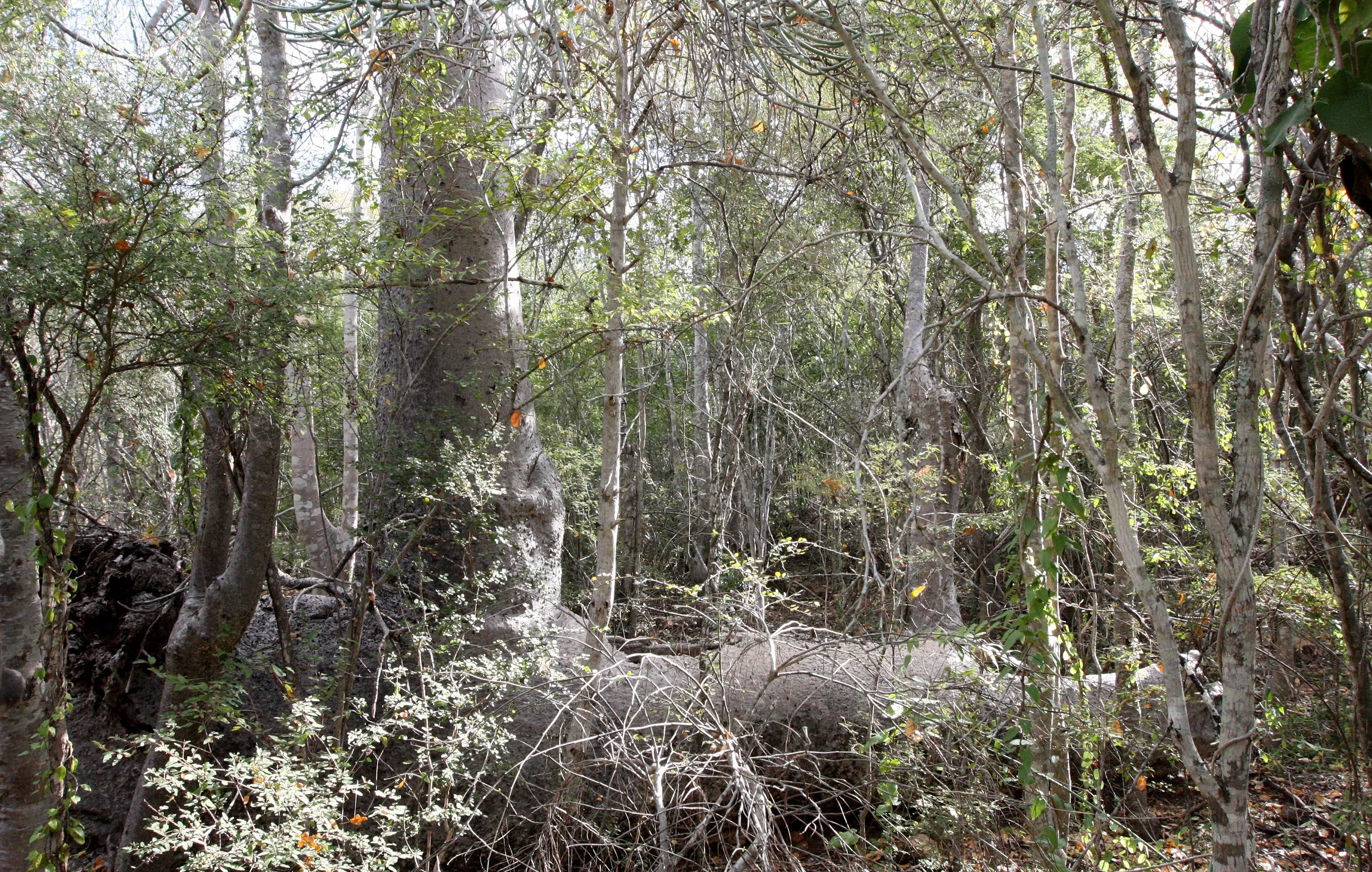 PLANT - SPECIES - ANDOHAHELA NATIONAL PARK MADGASCAR (13).JPG