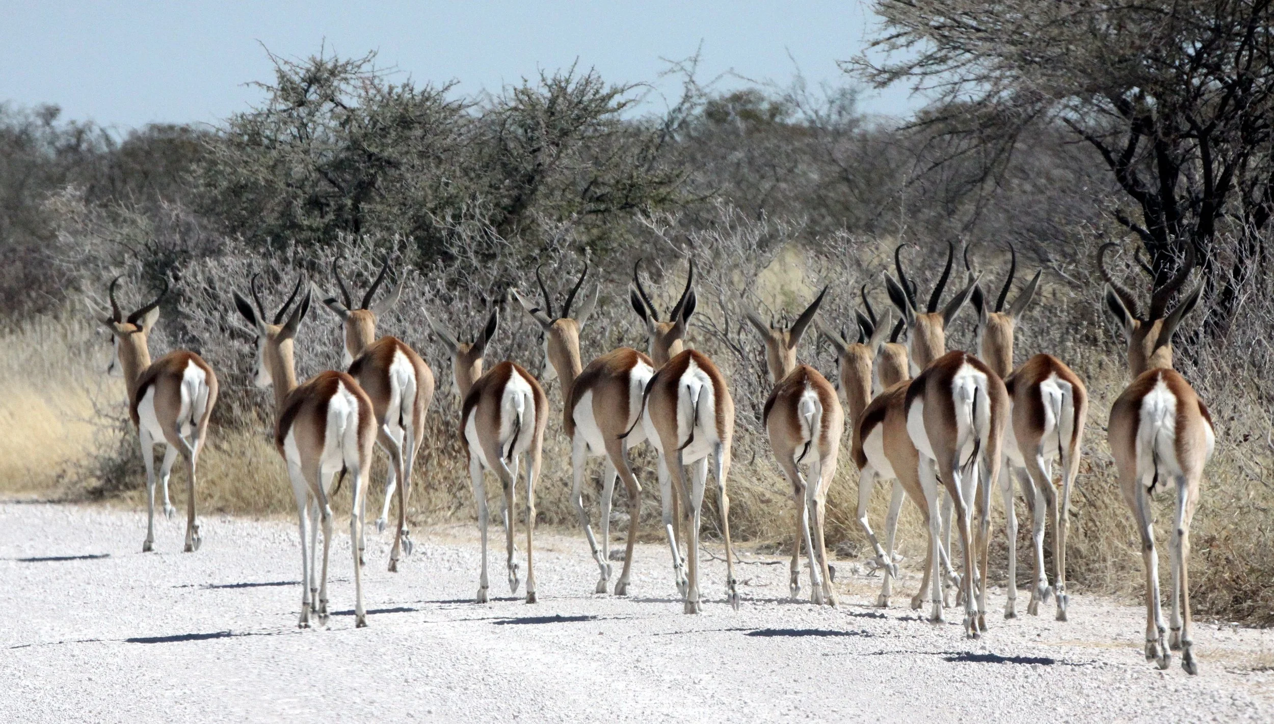 SPRINGBOK - ANGOLAN SPRINGBOK - Antidorcus angolensis - ETOSHA NATIONAL PARK NAMIBIA  (21).JPG