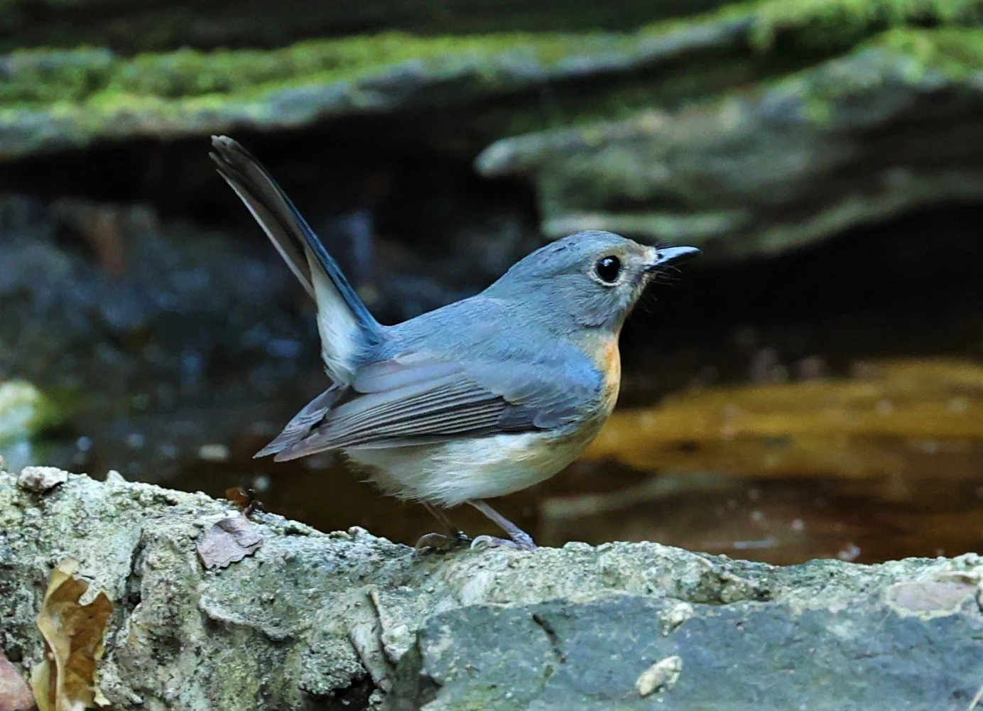 FLYCATCHER - INDOCHINESE BLUE-FLYCATCHER - Cyornis sumatrensis - LUNG SIN HIDE NEAR KAENG KRACHAN FEB 2022 (6).jpg