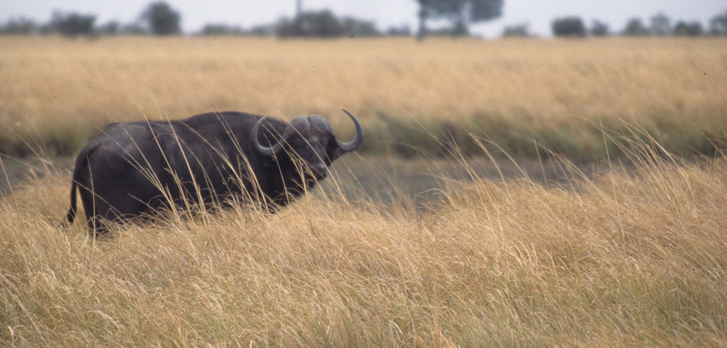 BOVID - CAPE BUFFALO-UGANDA (12).jpg