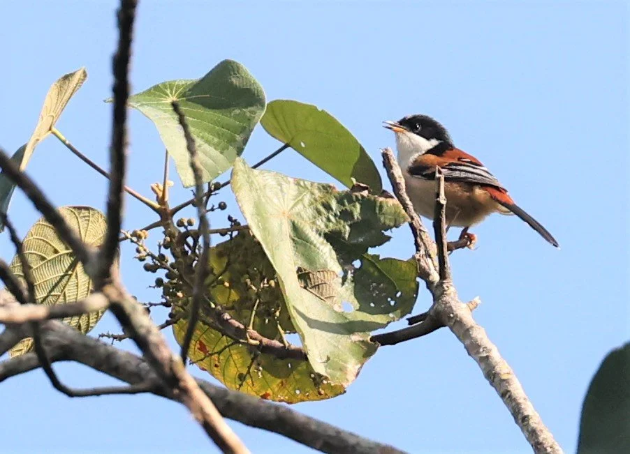 SIBIA - RUFOUS-BACKED SIBIA - Leioptila annectens - DOI LANG WEST, DOI PHA HOM KHA NP, CHIANG MAI DEC 2021 (3).jpg