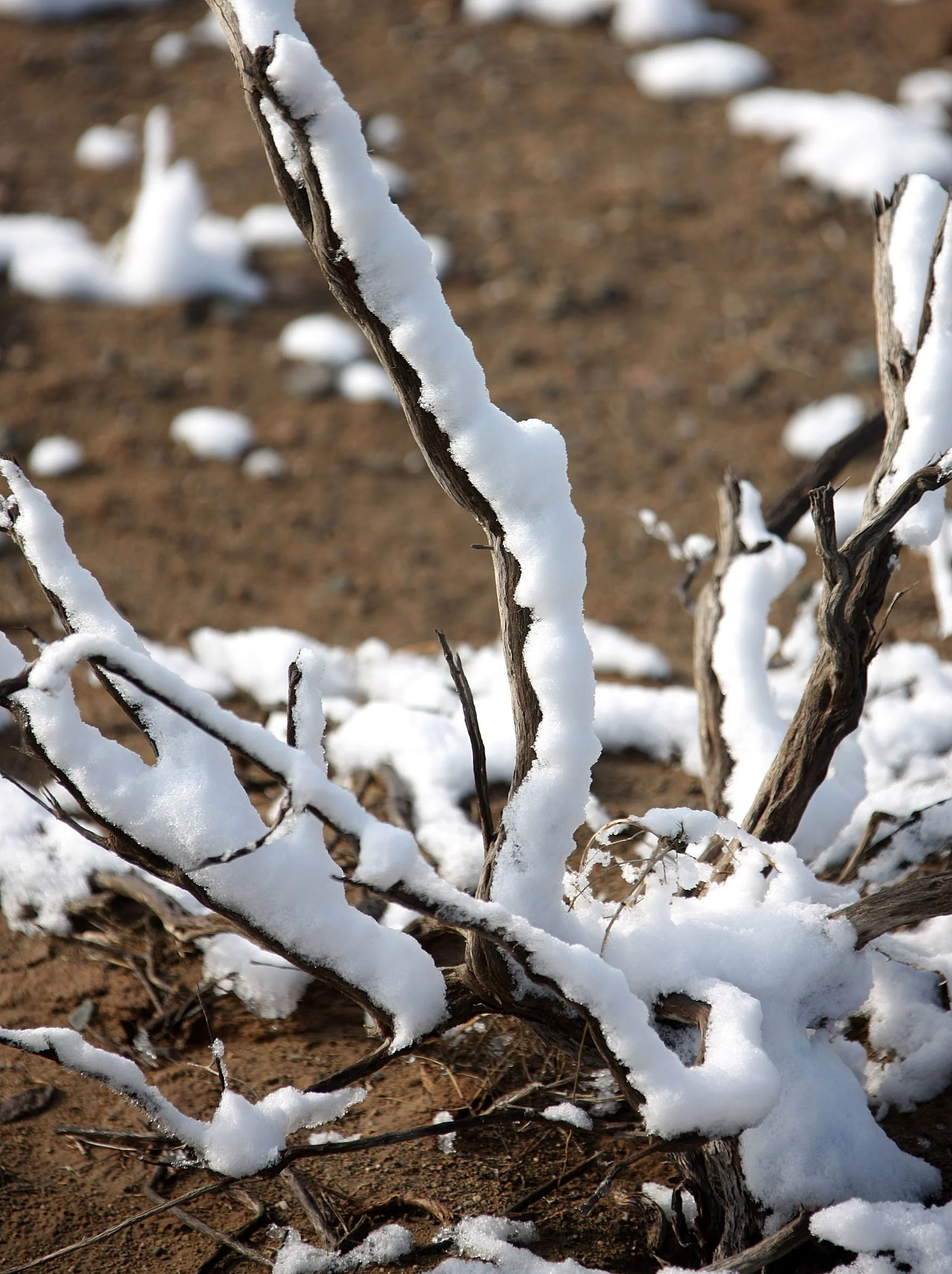 KARAMORI NATIONAL NATURE RESERVE - XINJIANG CHINA (34).JPG