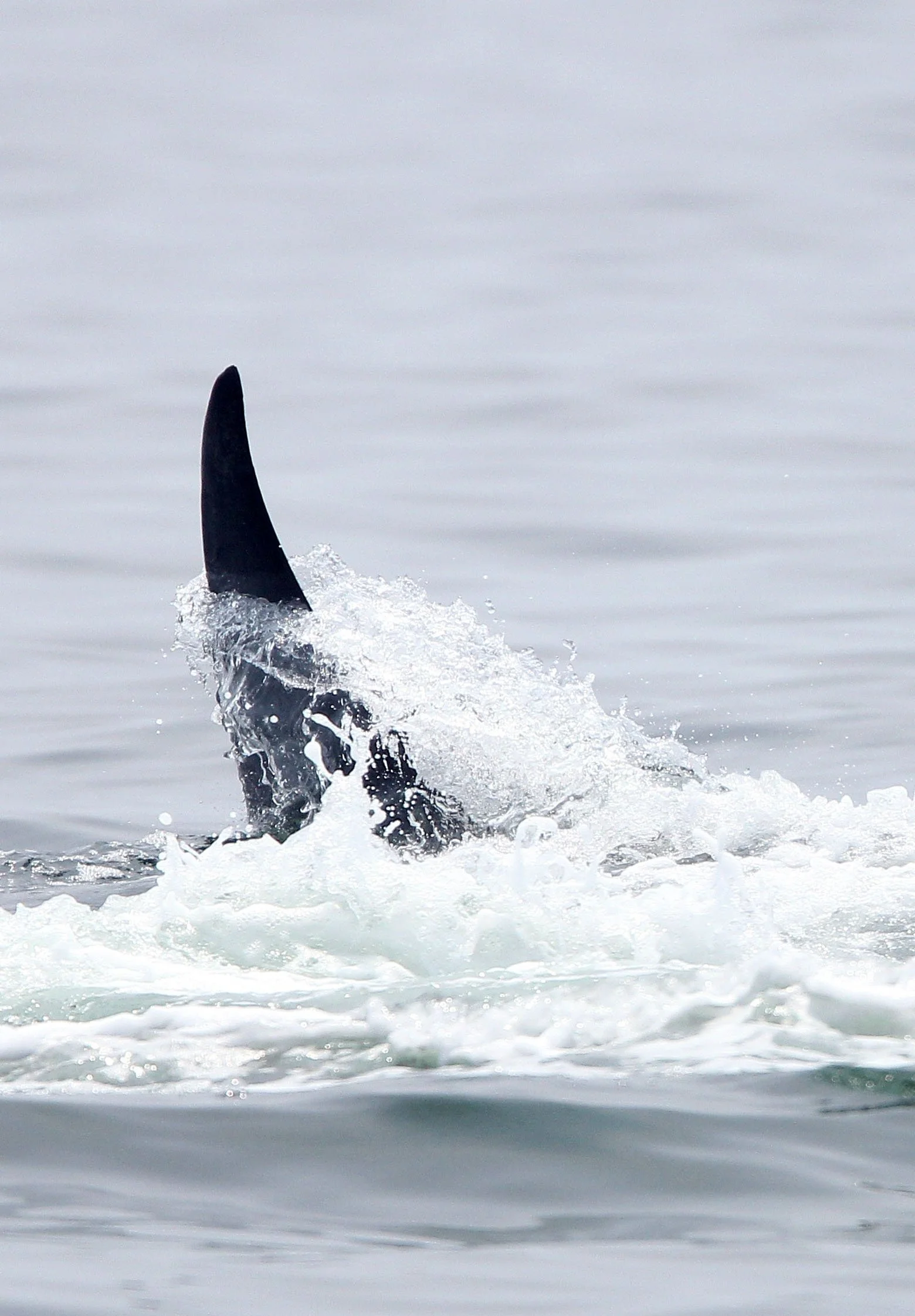 WHALE - BRYDE'S WHALE - Baleanoptera edeni - VARIOUS LOCATIONS IN THE NORTHERN GULF OF SIAM (53).JPG