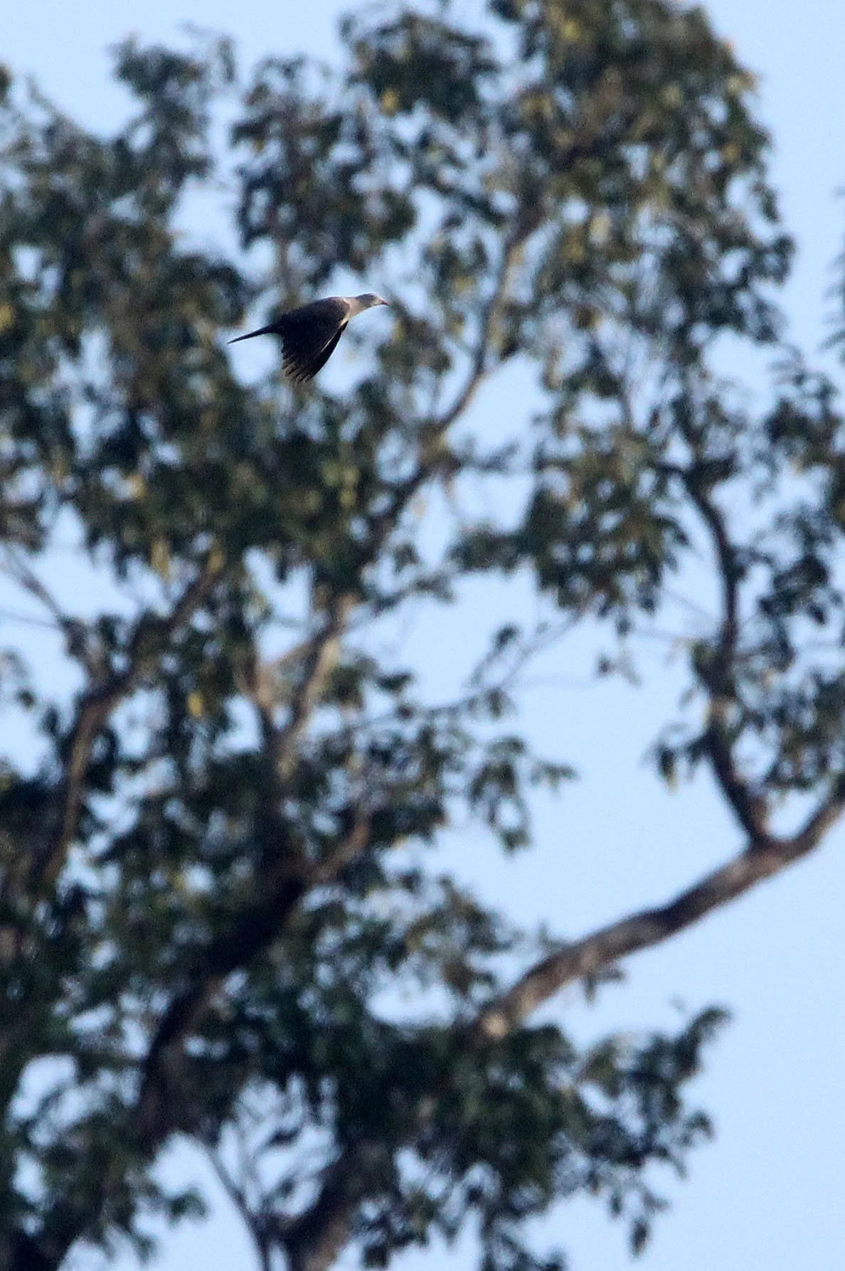 Mountain Imperial-Pigeon (Ducula badia) Huai Kha Khaeng NWR Thailand (9).JPG