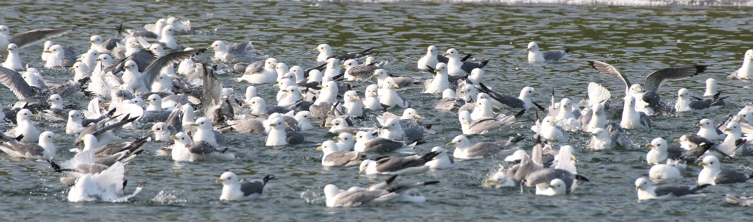 BIRD - KITTIWAKE - RED-LEGGED - COMMANDORSKY (14).jpg