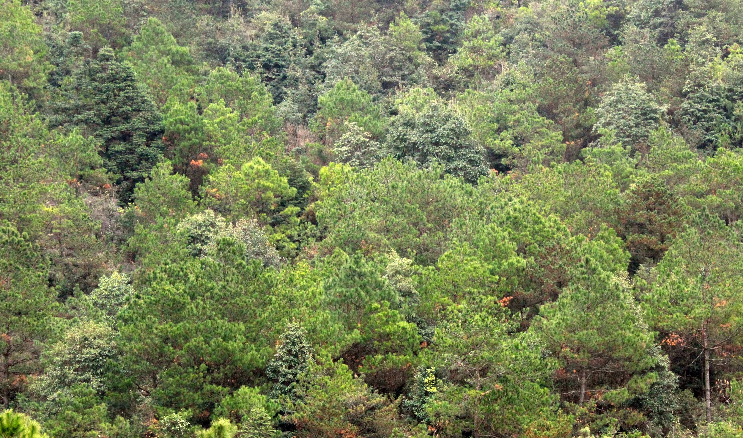 MEIHUASHAN - FUJIAN CHINA (16).JPG