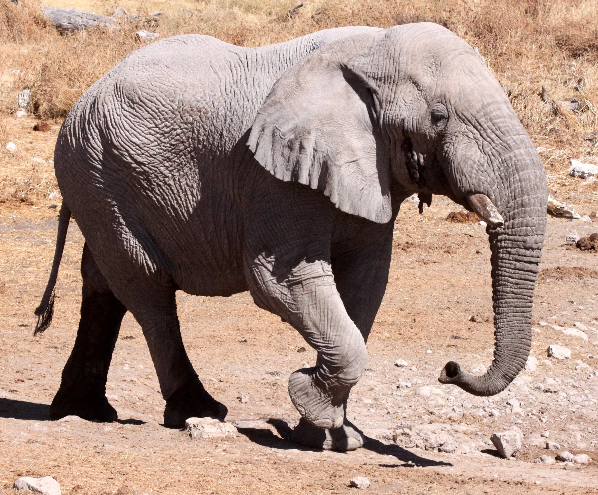 ELEPHANT - AFRICAN ELEPHANT - ETOSHA NATIONAL PARK NAMIBIA (129).JPG