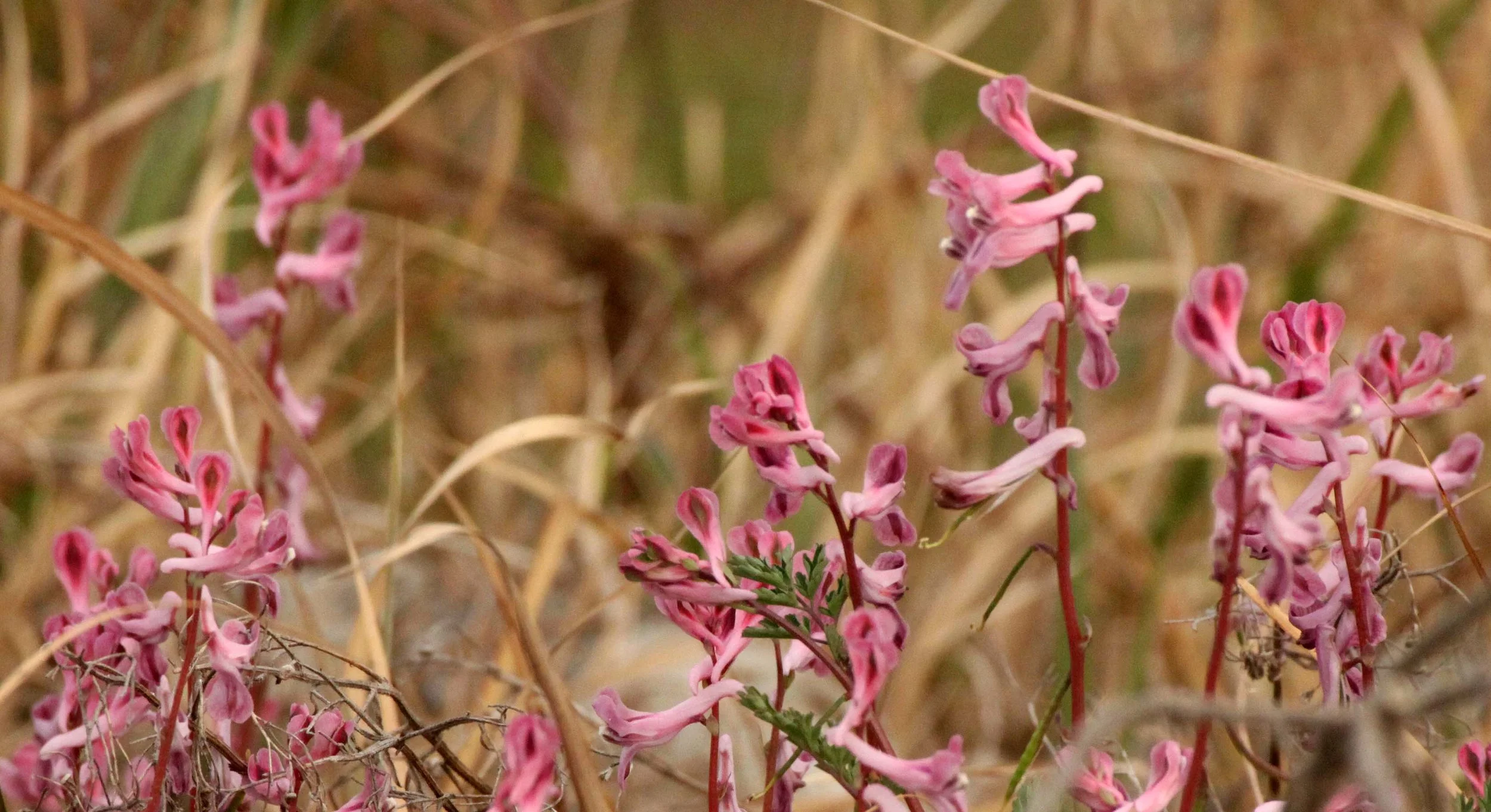 YANG COUNTY CHINA (1).JPG