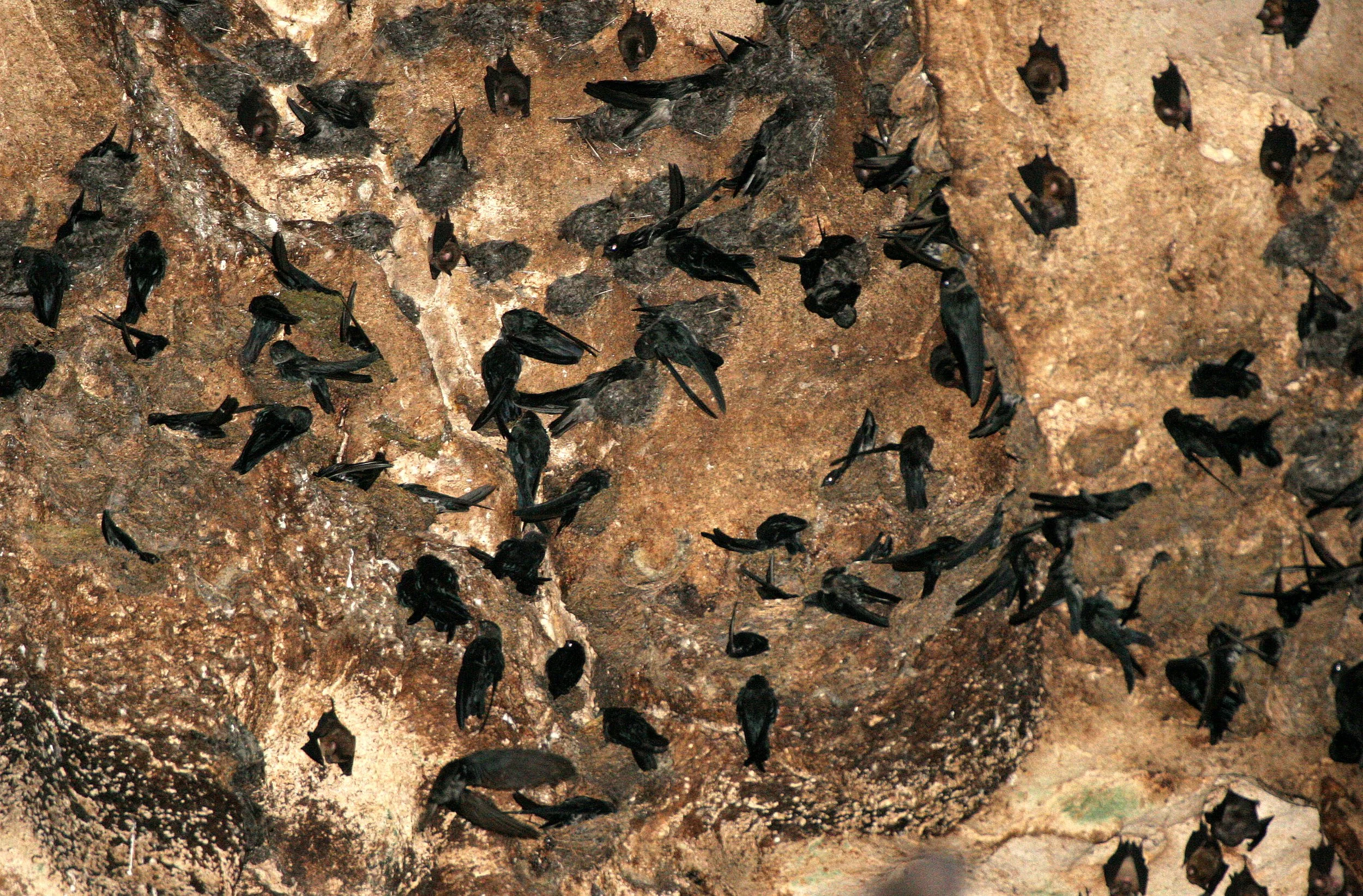 White-nest Swiftlet (Aerodramus fuciphagus) Gamontong Cave Borneo (6).JPG