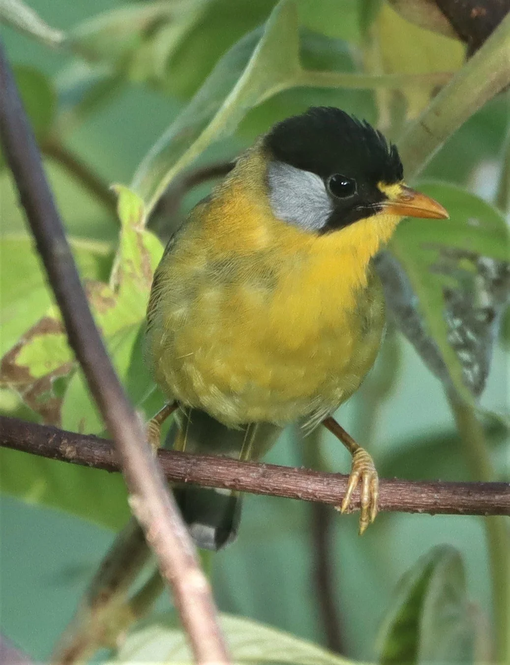 MESIA - SILVER-EARED MESIA - Leiothrix argentauris - DOI ANG KANG CHIANG MAI (28).jpg