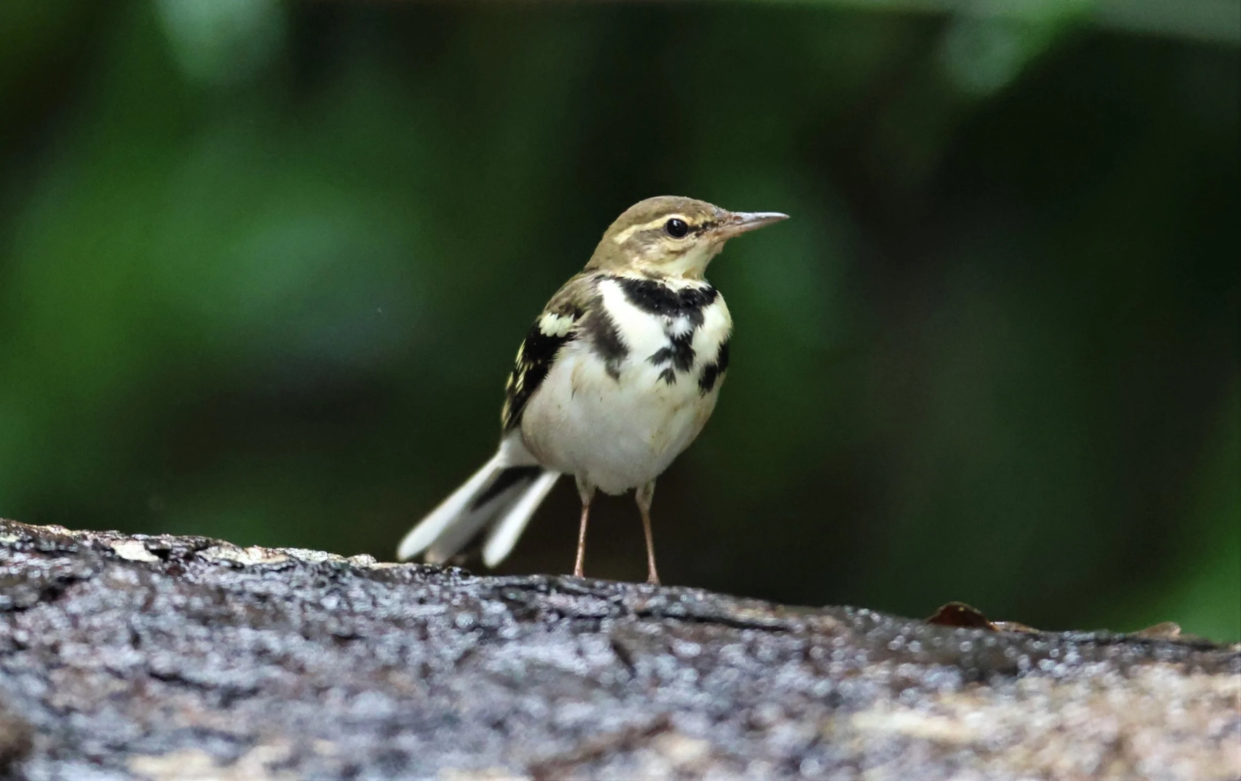 FOREST WAGTAIL - Dendronanthus indicus -KAENG KRACHAN NATIONAL PARK 16 OCT 2021 (125).jpg