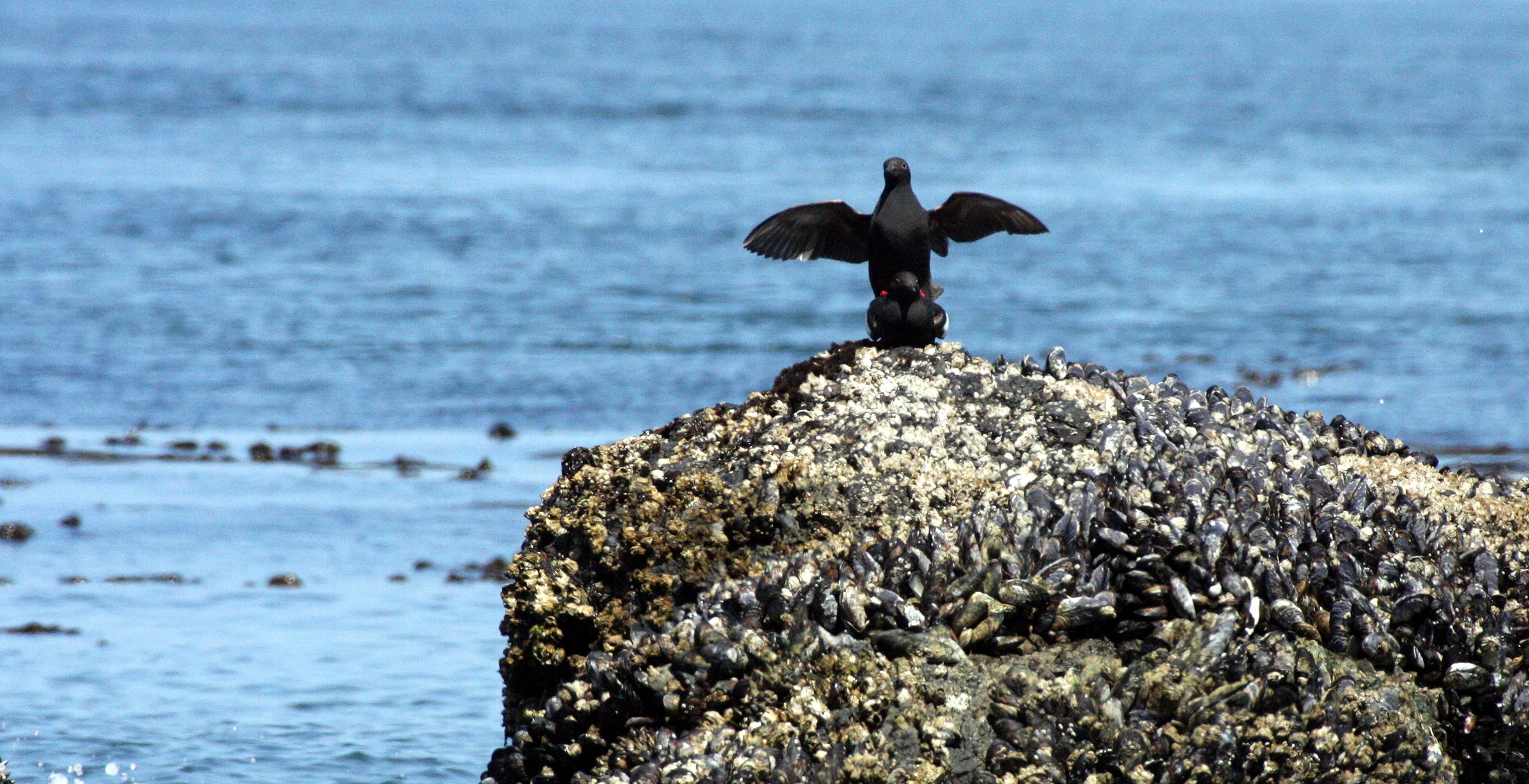 Cepphus columba adiantus - PIGEON GUILLEMOT - SALT CREEK WA (6).JPG