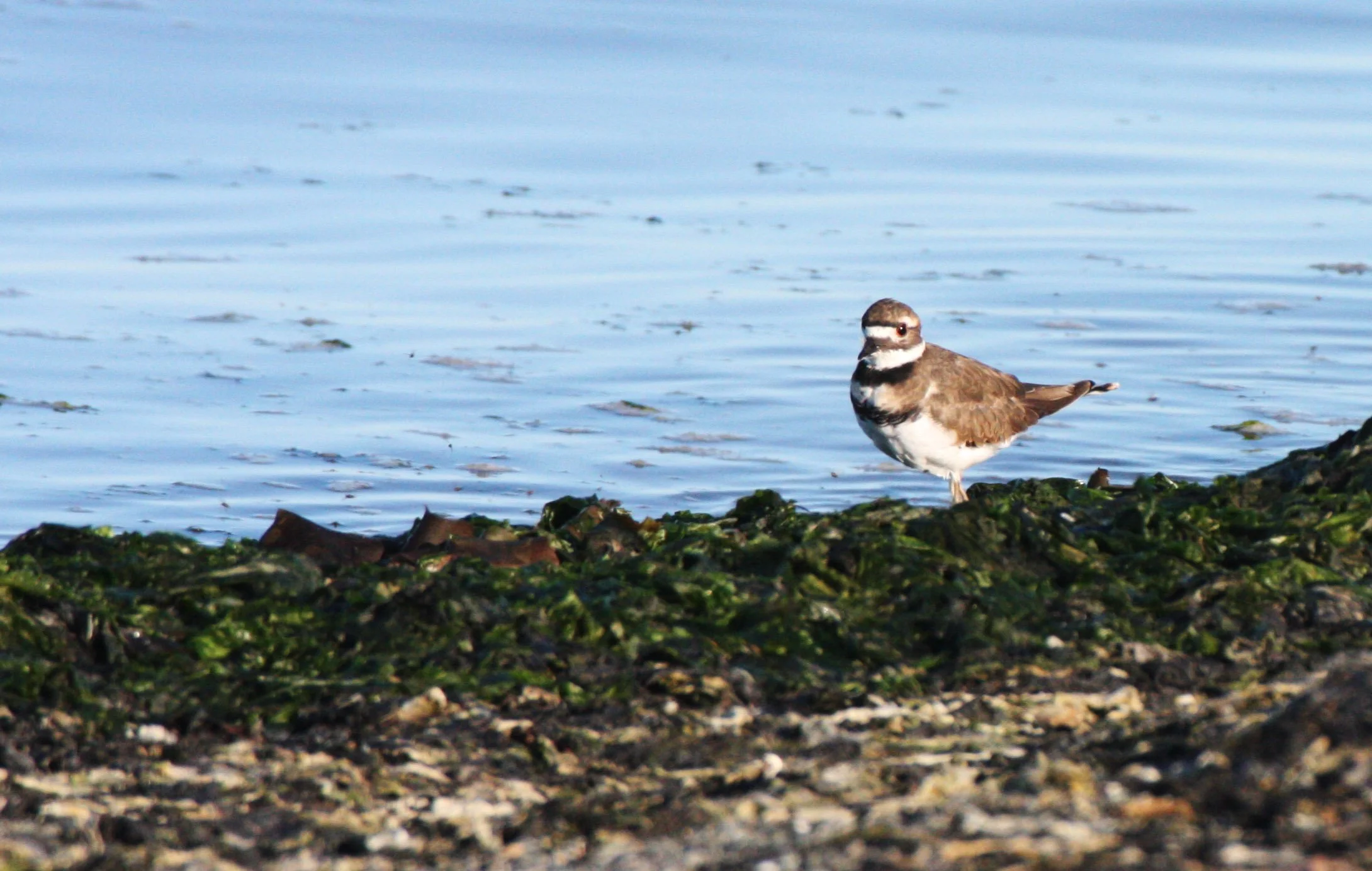 BIRD - KILLDEER - SEQUIM BAY WA (7).JPG