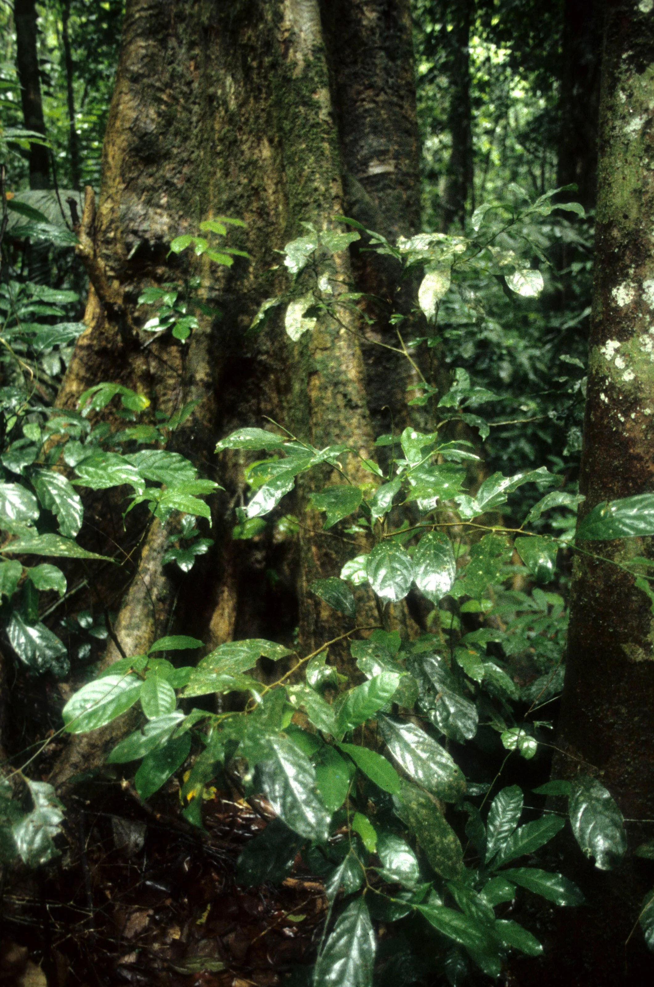 CUC PHUONG NATIONAL PARK - 1994 (9).jpg