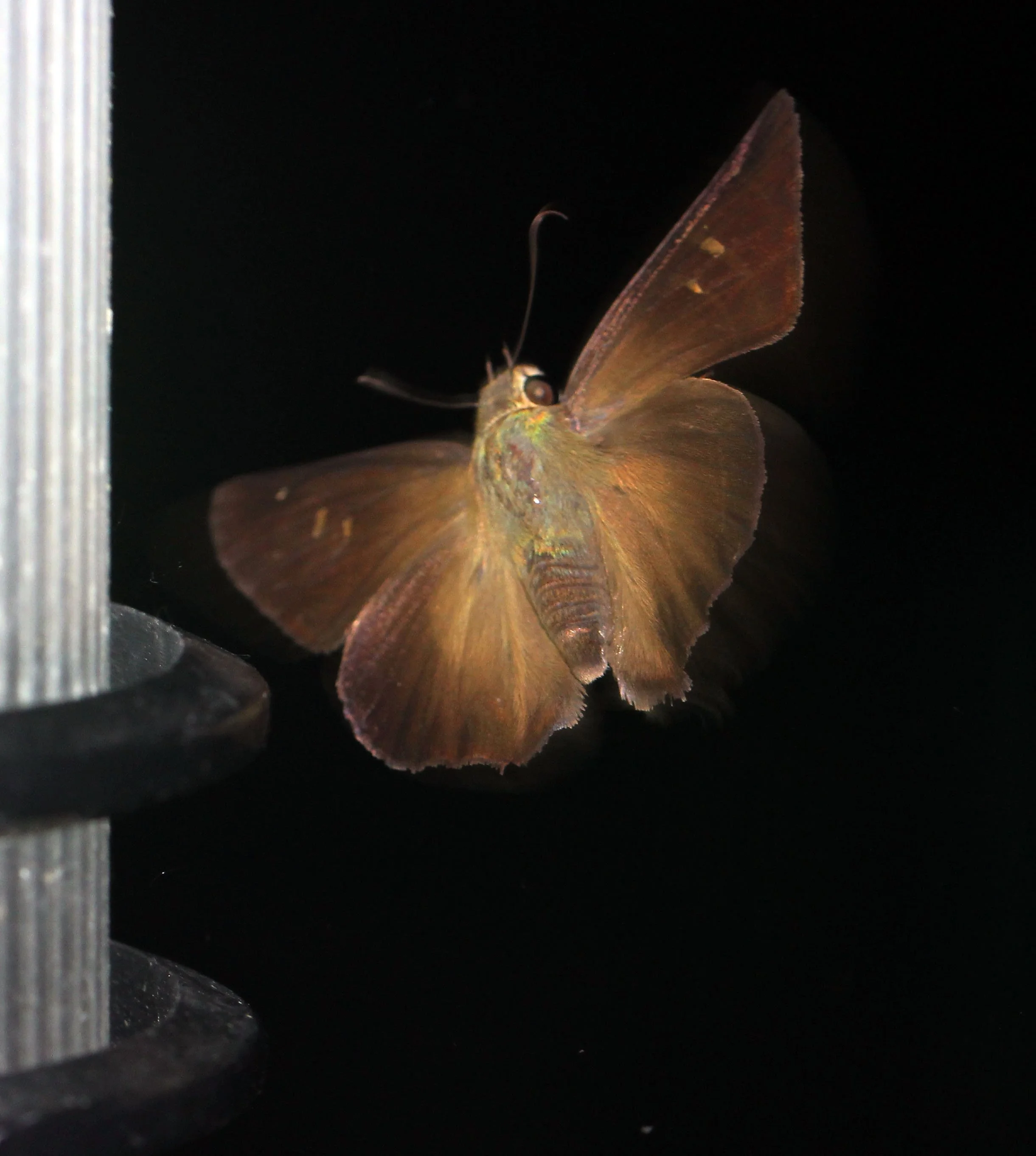 Hesperiidae - Hasora badra - Koh Lanta, Thailand