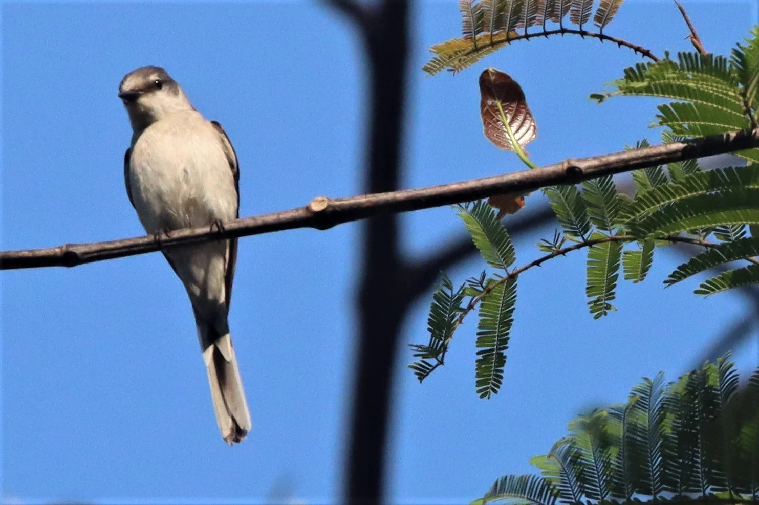 Swinhoe's (Brown-rumped) Minivet (Pericrocotus cantonensis) Krung Ching Khao Luang NP Thailand (21).JPG