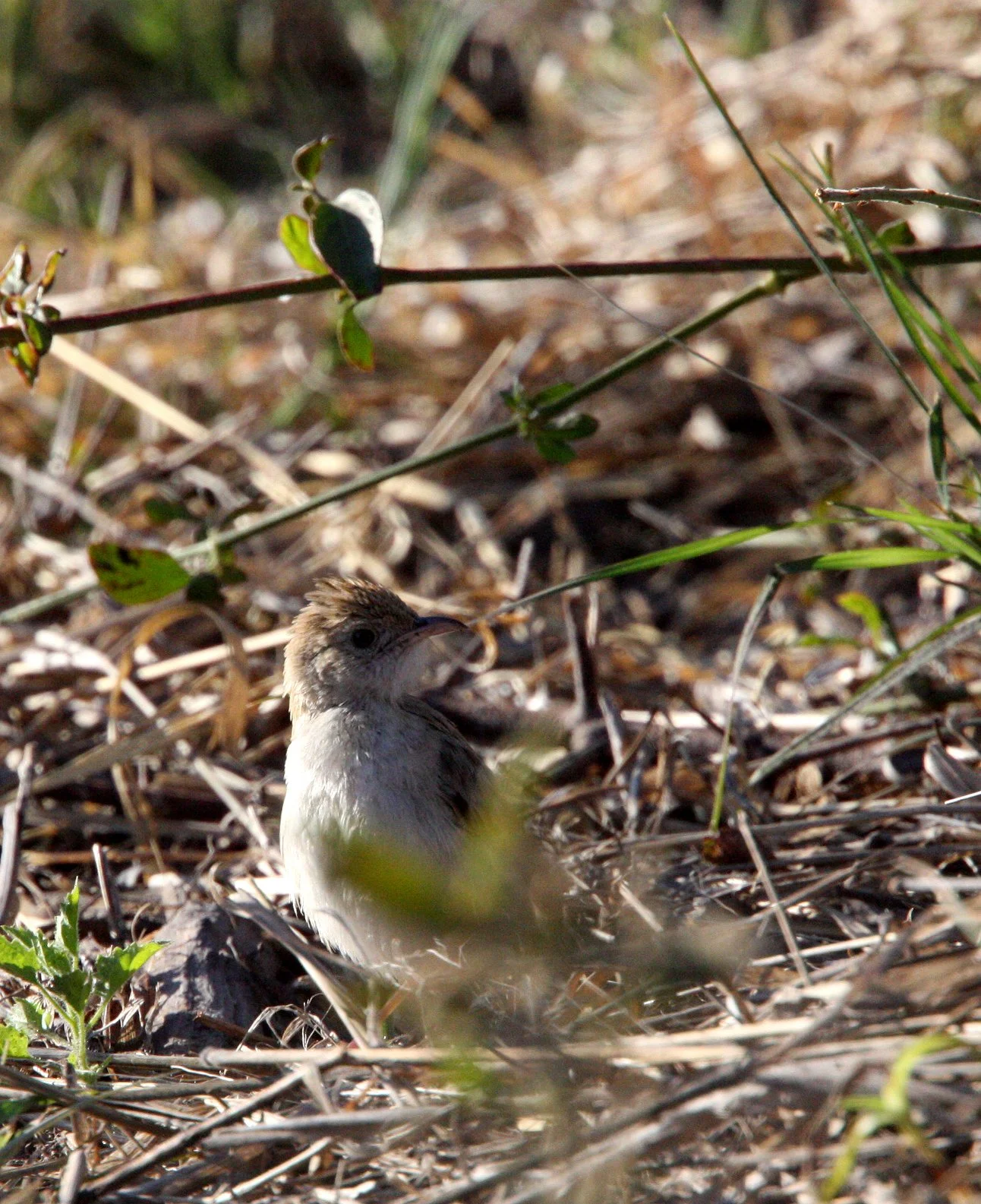 Rufous-naped Lark (Mirafra africana) Khwai Camp Okavango Botswana (3).JPG