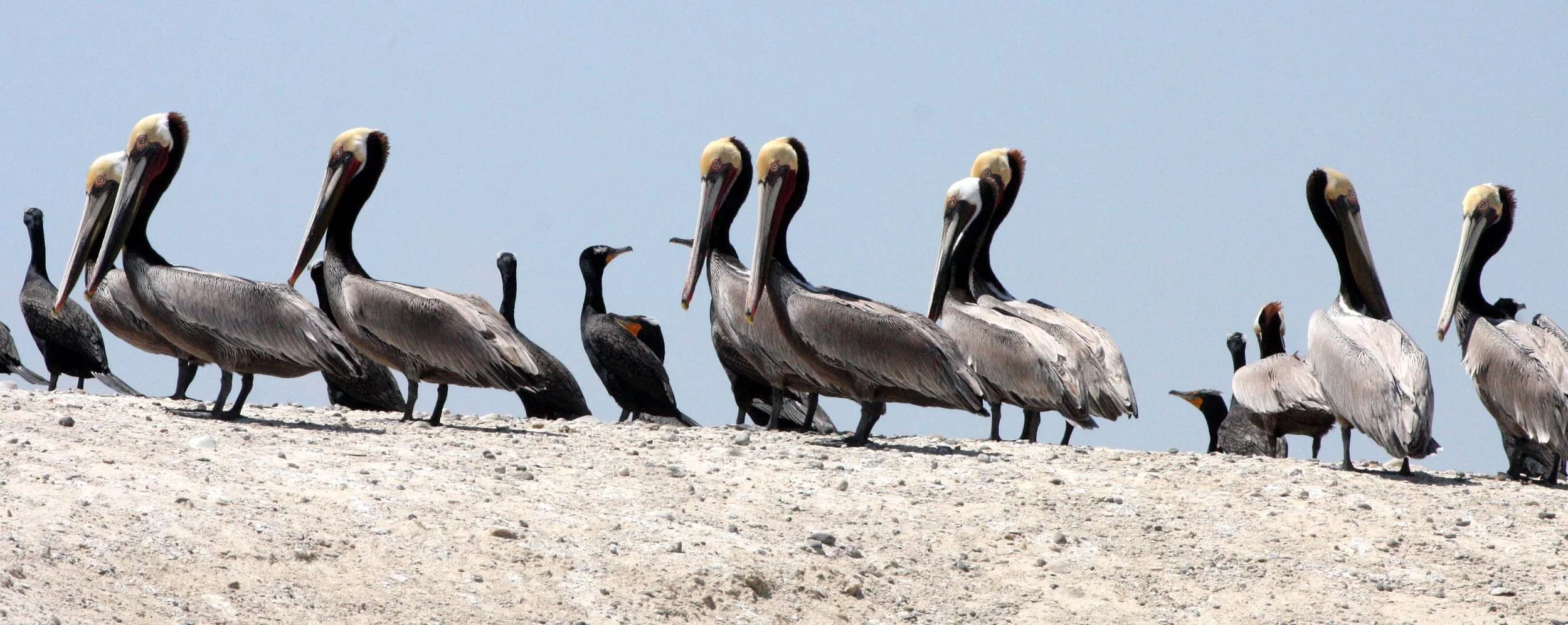 Pelecanus occidentalis - BROWN PELICAN - SAN IGNACIO LAGOON BAJA MEXICO (8).JPG