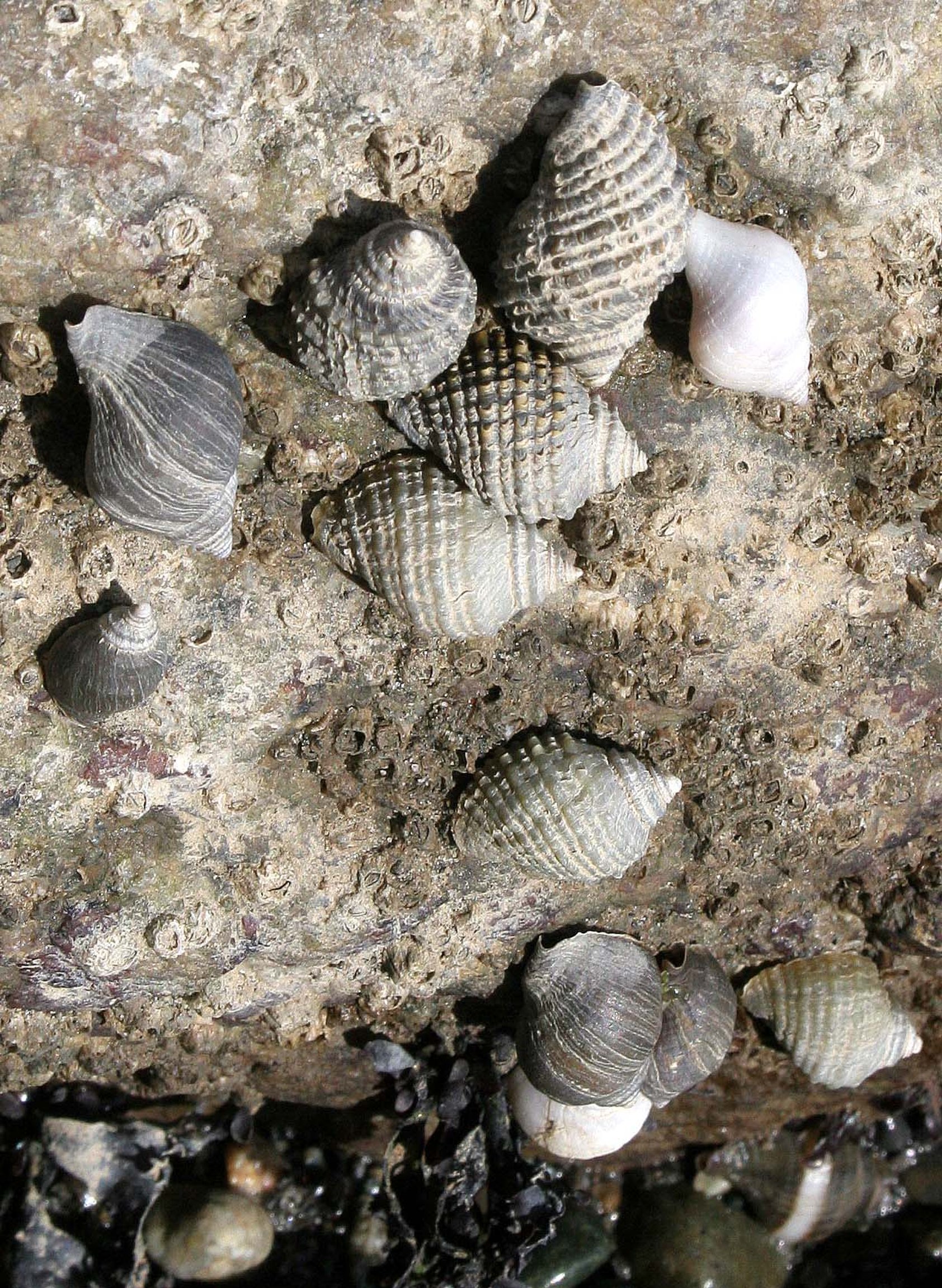 INVERTS - INTERTIDAL - MOLLUSCA - WHELK SPECIES C - LAKE FARM BEACH (2).JPG