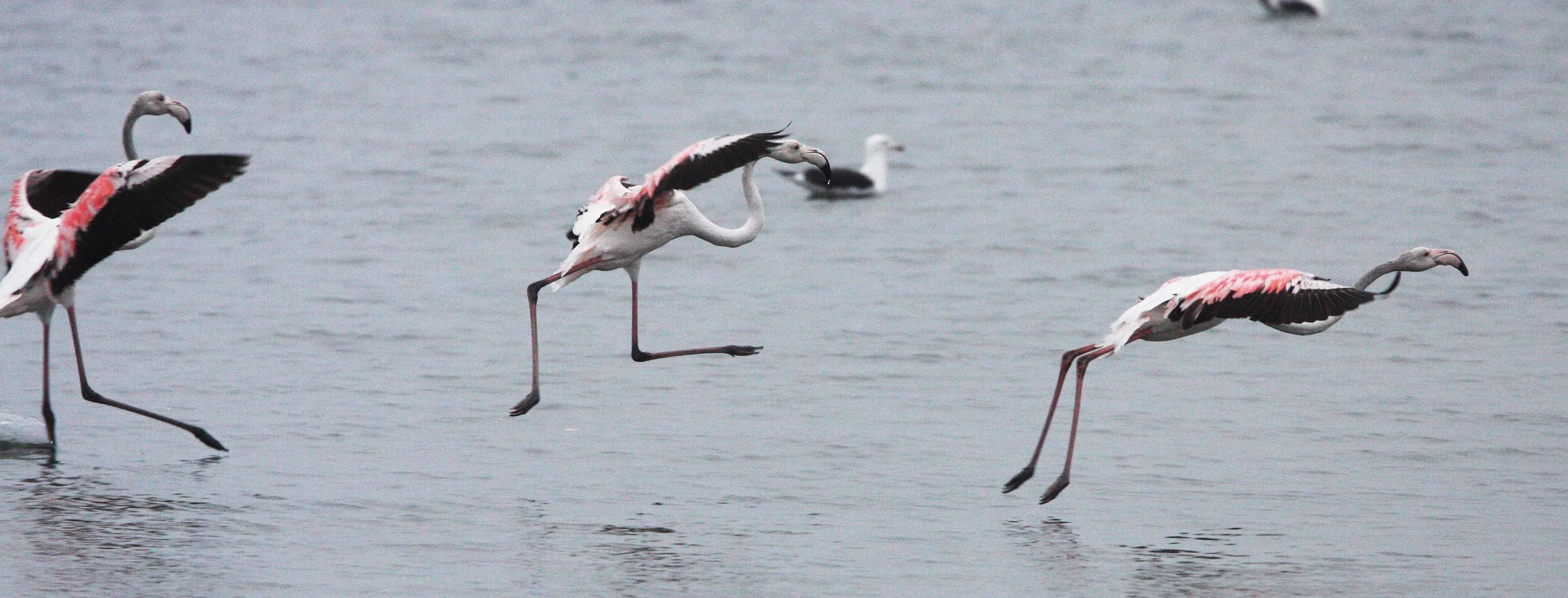 Phoenicopterus roseus - Greater Flamingo - Walvis Bay Namibia (51).JPG