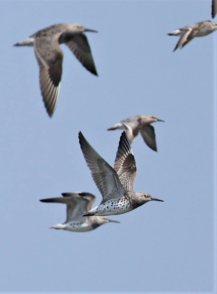 KNOT - GREAT KNOTS - Calidris tenuirostris - RED KNOT - Calidris canutus - PAK THALE SALT PONDS MARCH 2022 (6).jpg