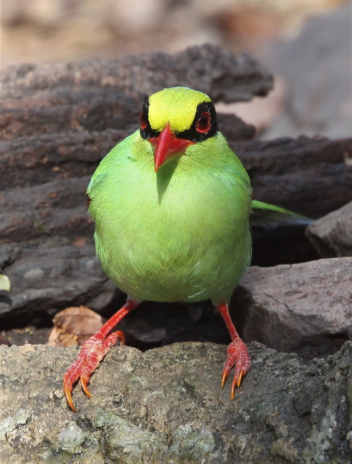 MAGPIE - GREEN MAGPIE - LUNG SIN HIDE KAENG KRACHAN A (9).jpg