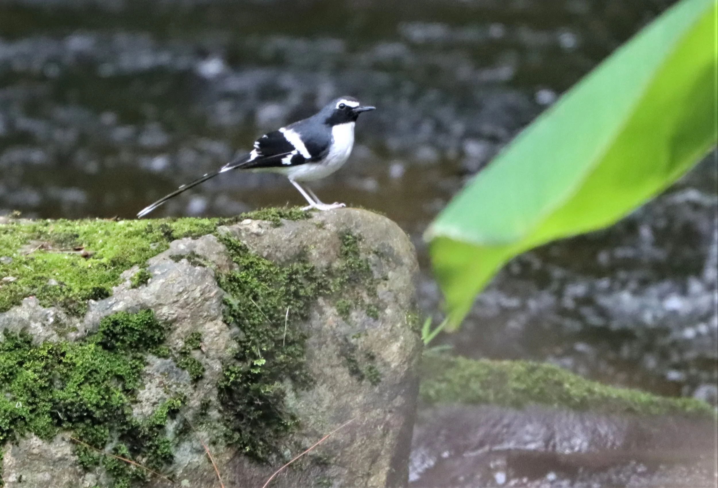 FORKTAIL - SLATY-BACKED FORKTAIL - Enicurus schistaceus - DOI INTHANON JULY 2 2021 (34).jpg