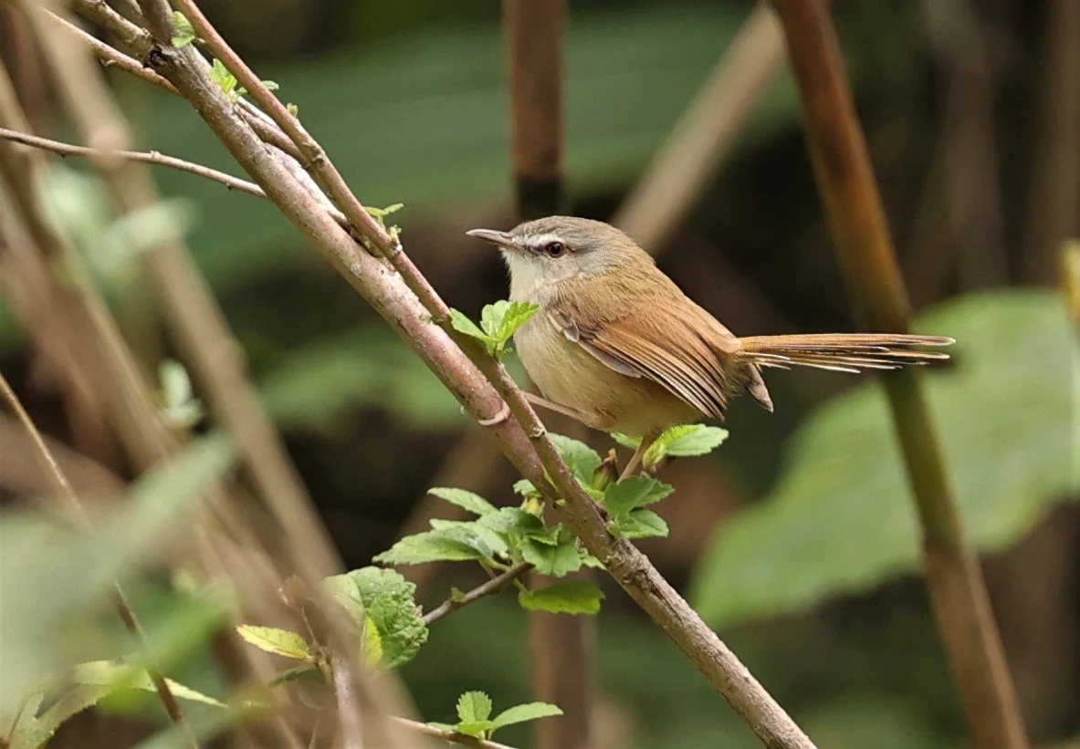 PRINIA - PLAIN PRINIA - Prinia inornata - DOI LANG WEST, DOI PHA HOM KHA NP, CHIANG MAI DEC 2021 (1).jpg