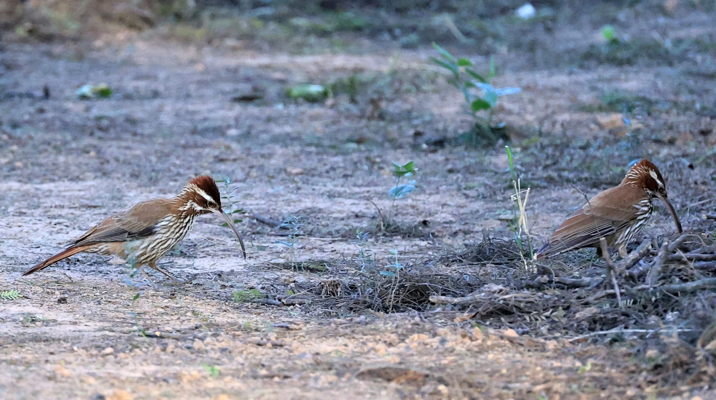 Scimitar-billed Woodcreeper (Drymornis bridgesii) Hotel Iparoma Campestre Paraguay (13).jpg