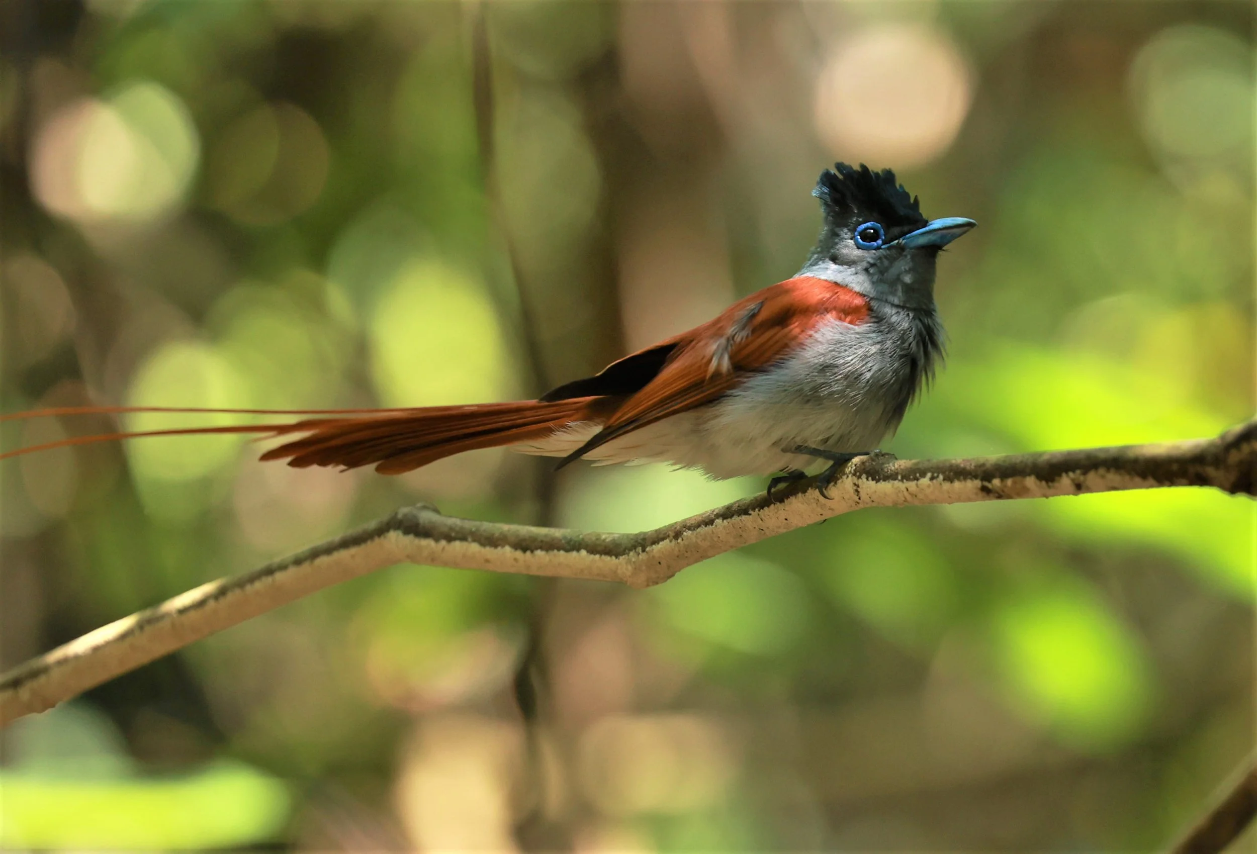 PARADISE-FLYCATCHER - BLYTH'S PARADISE-FLYCATCHER - Terpsiphone affinis - KRUNG CHING, KHAO LUANG NATIONAL PARK, THAILAND APRIL 2023 (59).jpg