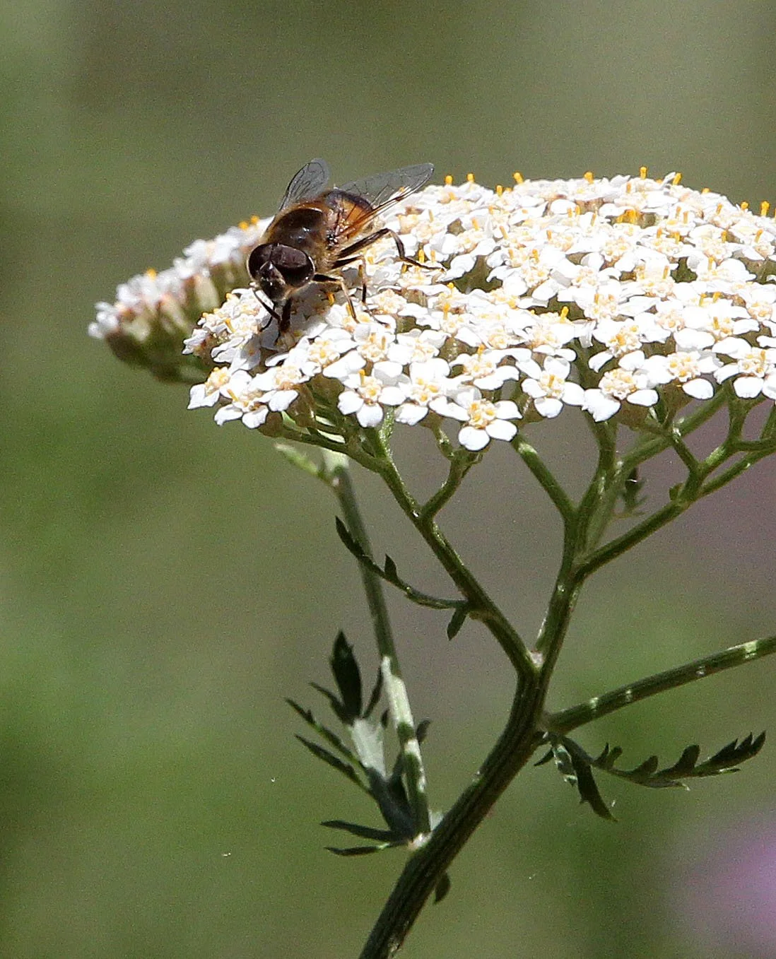 Syrphidae species - Feijia National Park, Tunisia