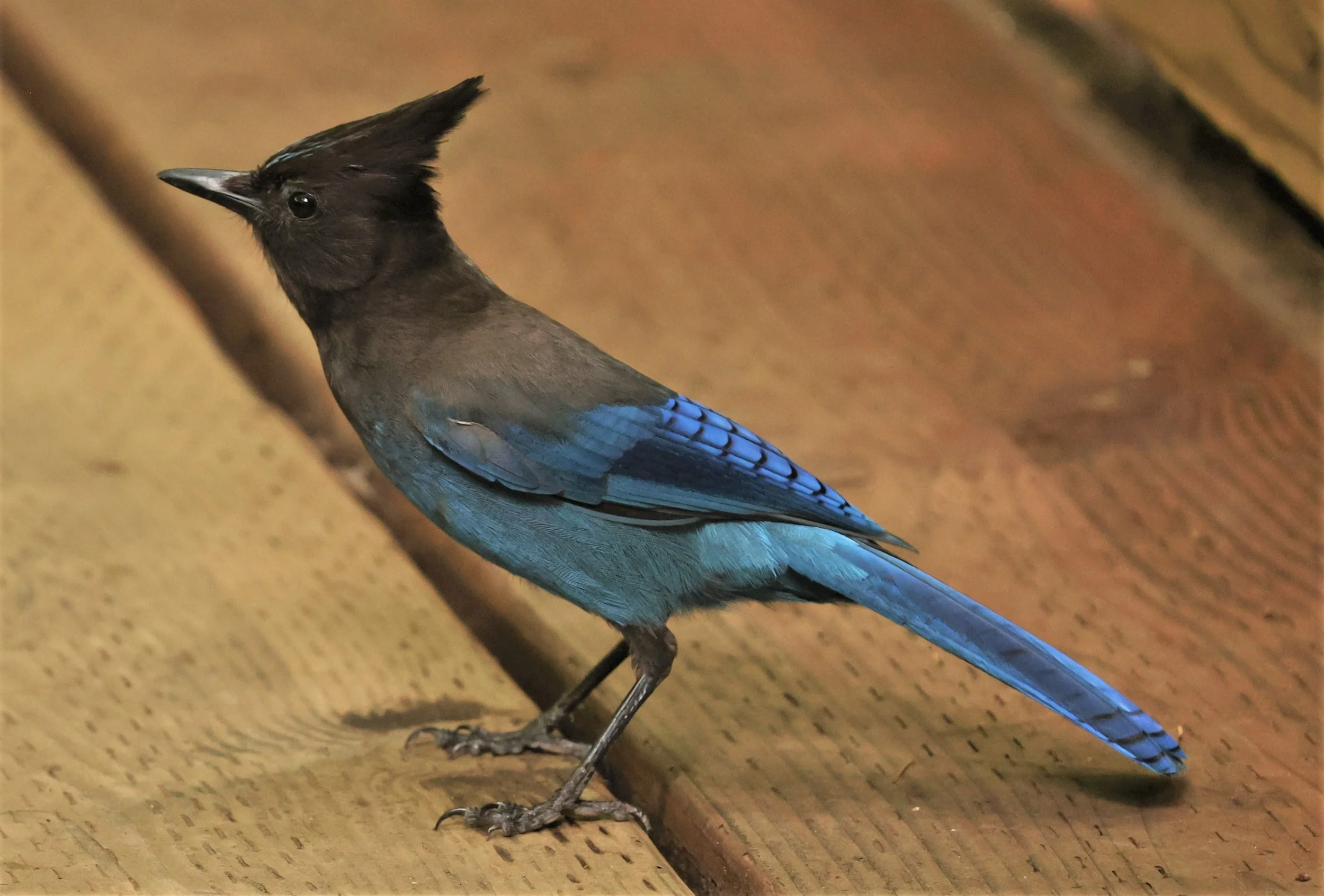 Cyanocitta stelleri - STELLER'S JAY - MUIR WOODS NATIONAL PARK CALIFORNIA JULY 2022 (6).jpg