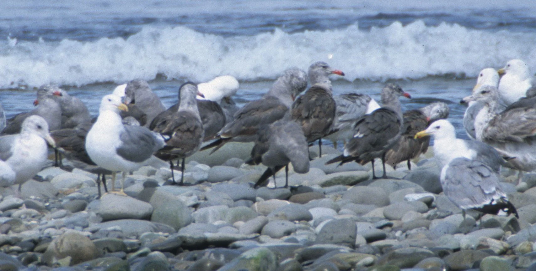 BIRD - GULL - HEERMANS - ELWHA MOUTH C1.jpg