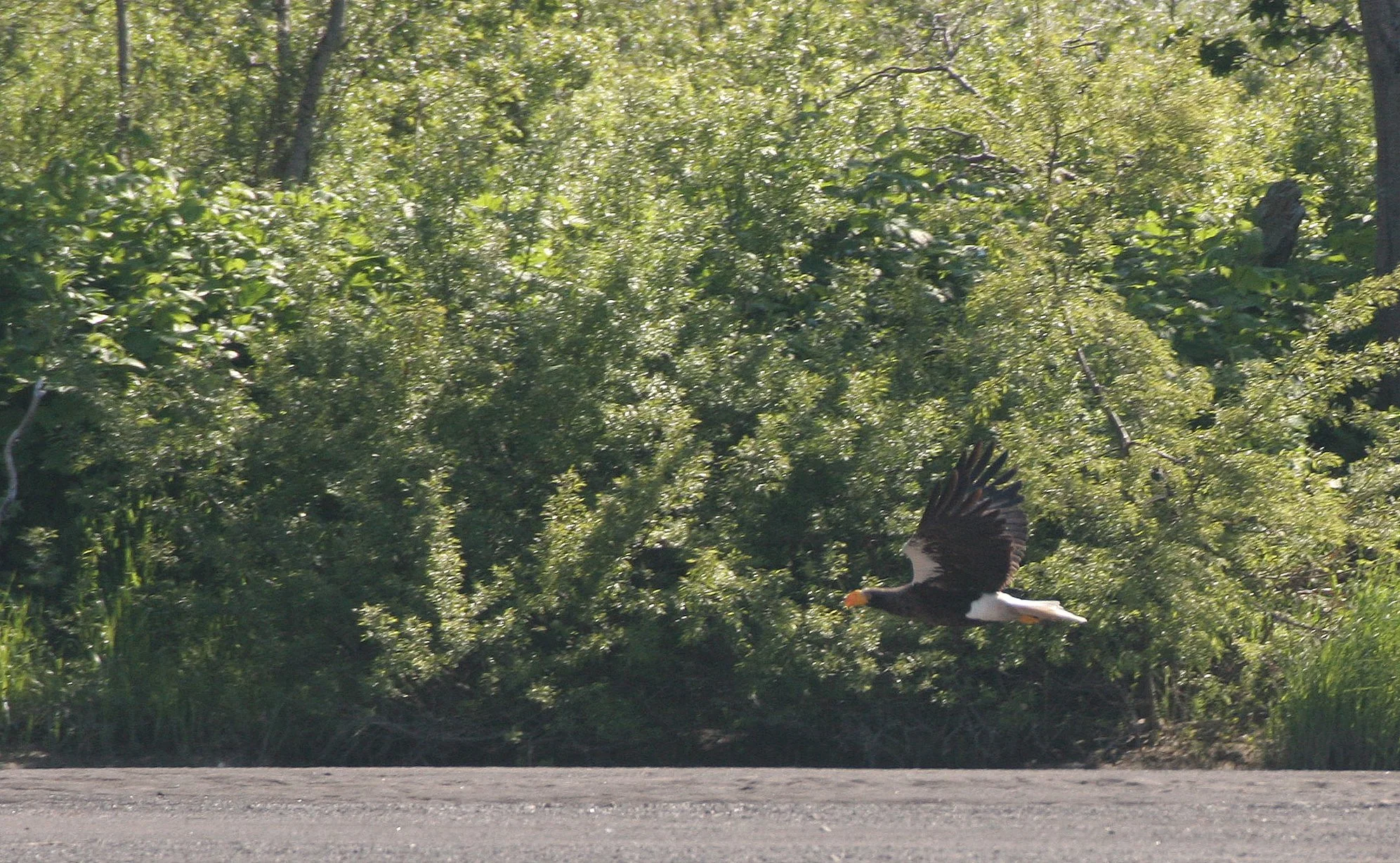 Haliaeetus pelagicus - STELLERS SEA EAGLE - ON KAMCHATKA COASTLINE - RUSSIA (66).jpg
