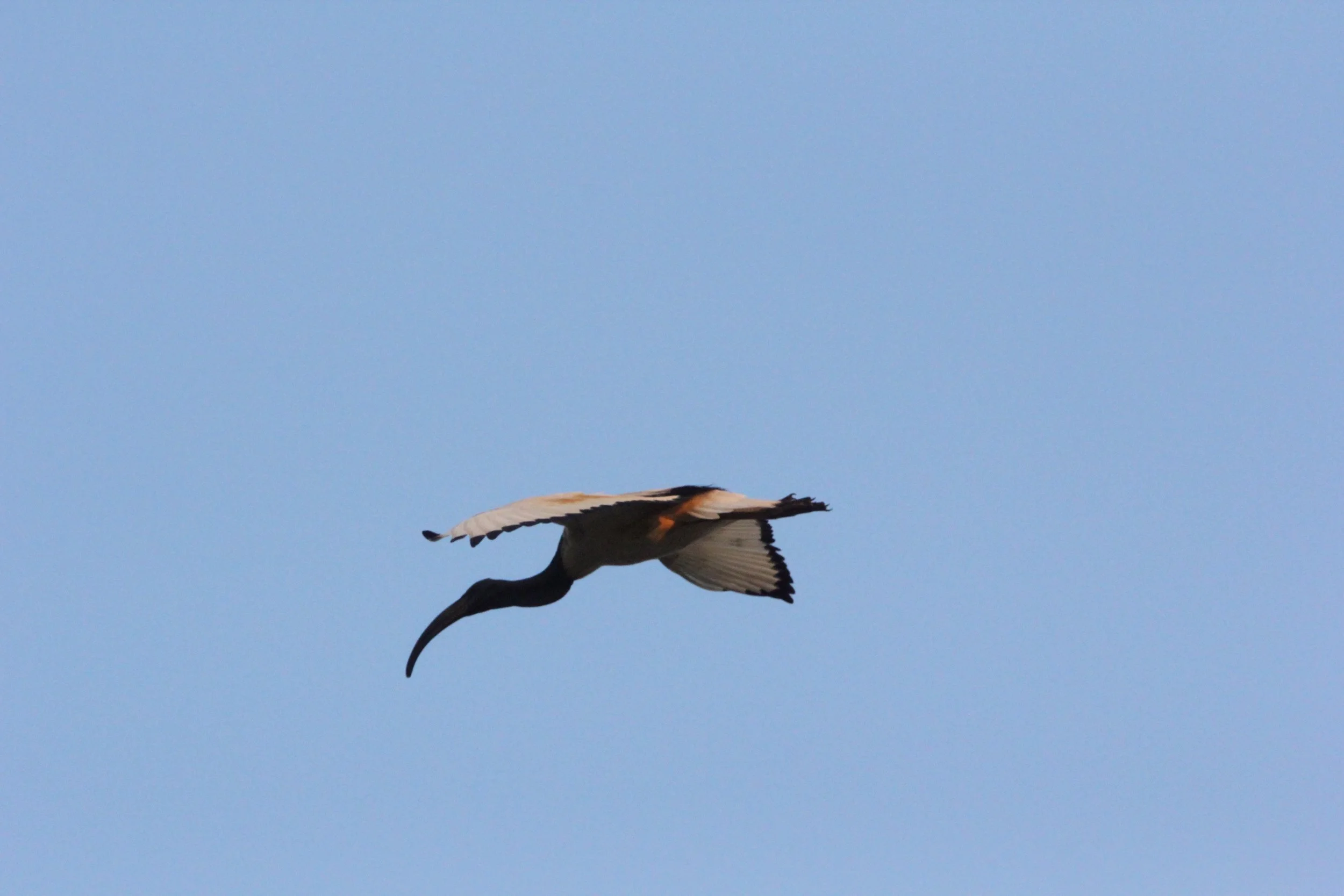 IBIS - AFRICAN SACRED IBIS - Threskiornis aethiopicus - NYUNGWE NATIONAL PARK RWANDA (553).JPG