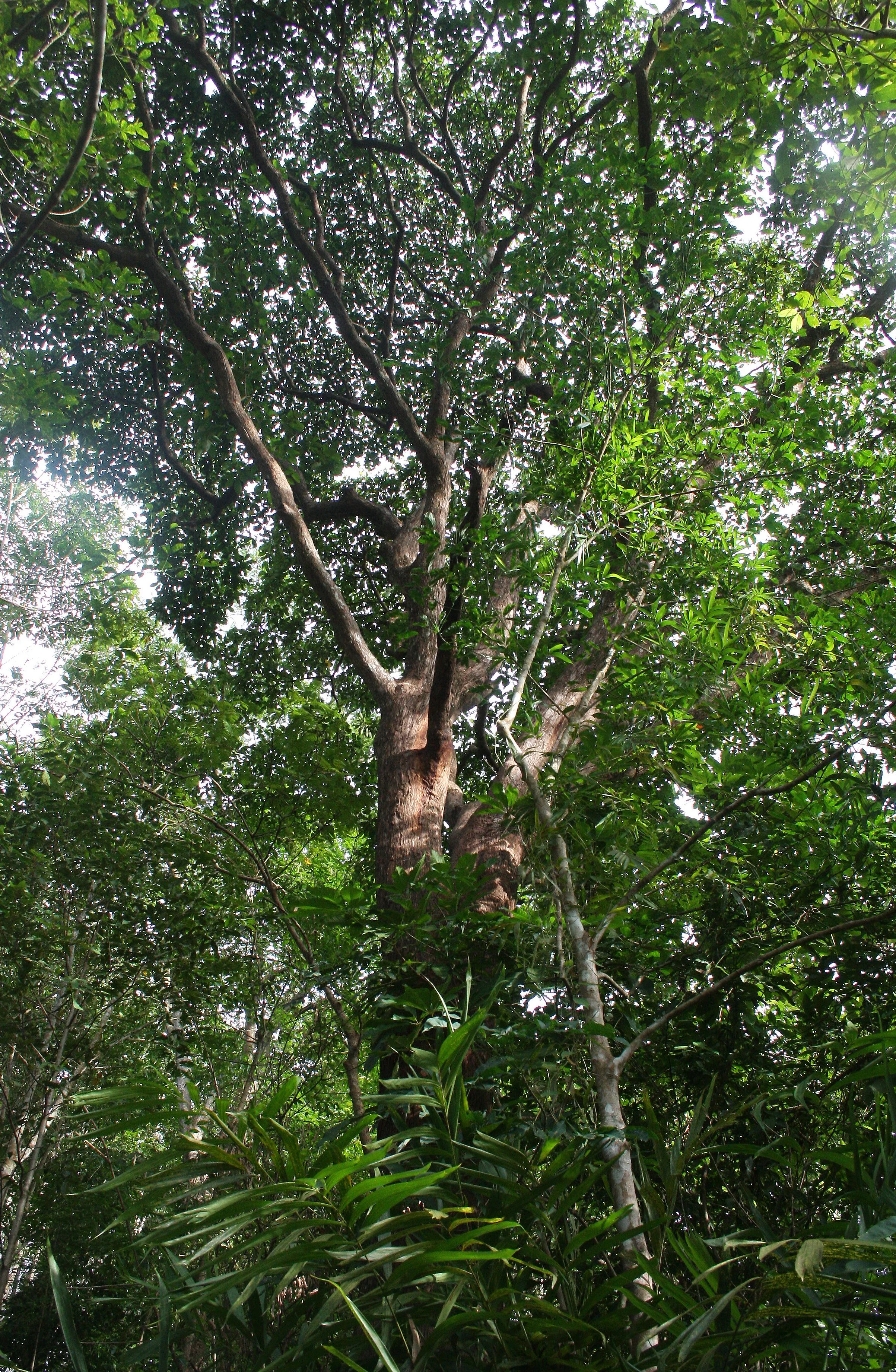 2008 Promluk Property Pics (5).JPG