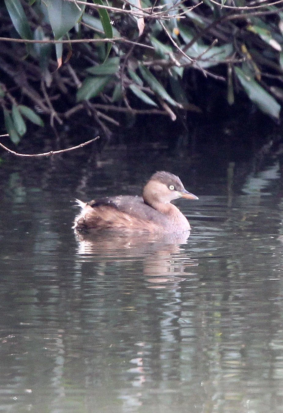 Little Grebe (Tachybaptus ruficollis) Binjiang Forest Park Shanghai (7).JPG