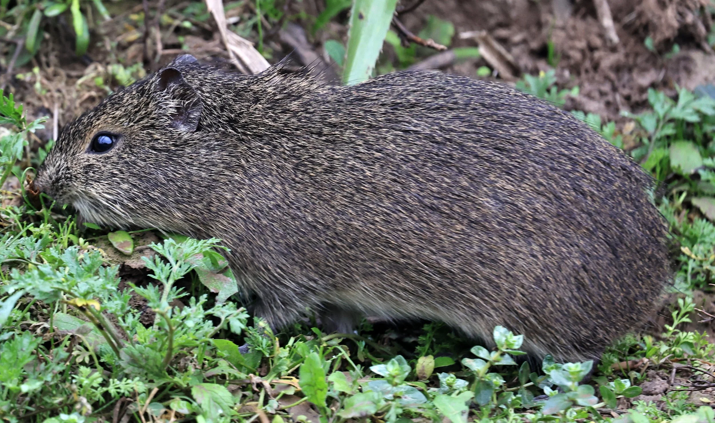 Brazilian Guinea Pig or Cavy (Cavia aperea) Reserva Natural Ceibas, Entre Rios, Argentina (170).jpg