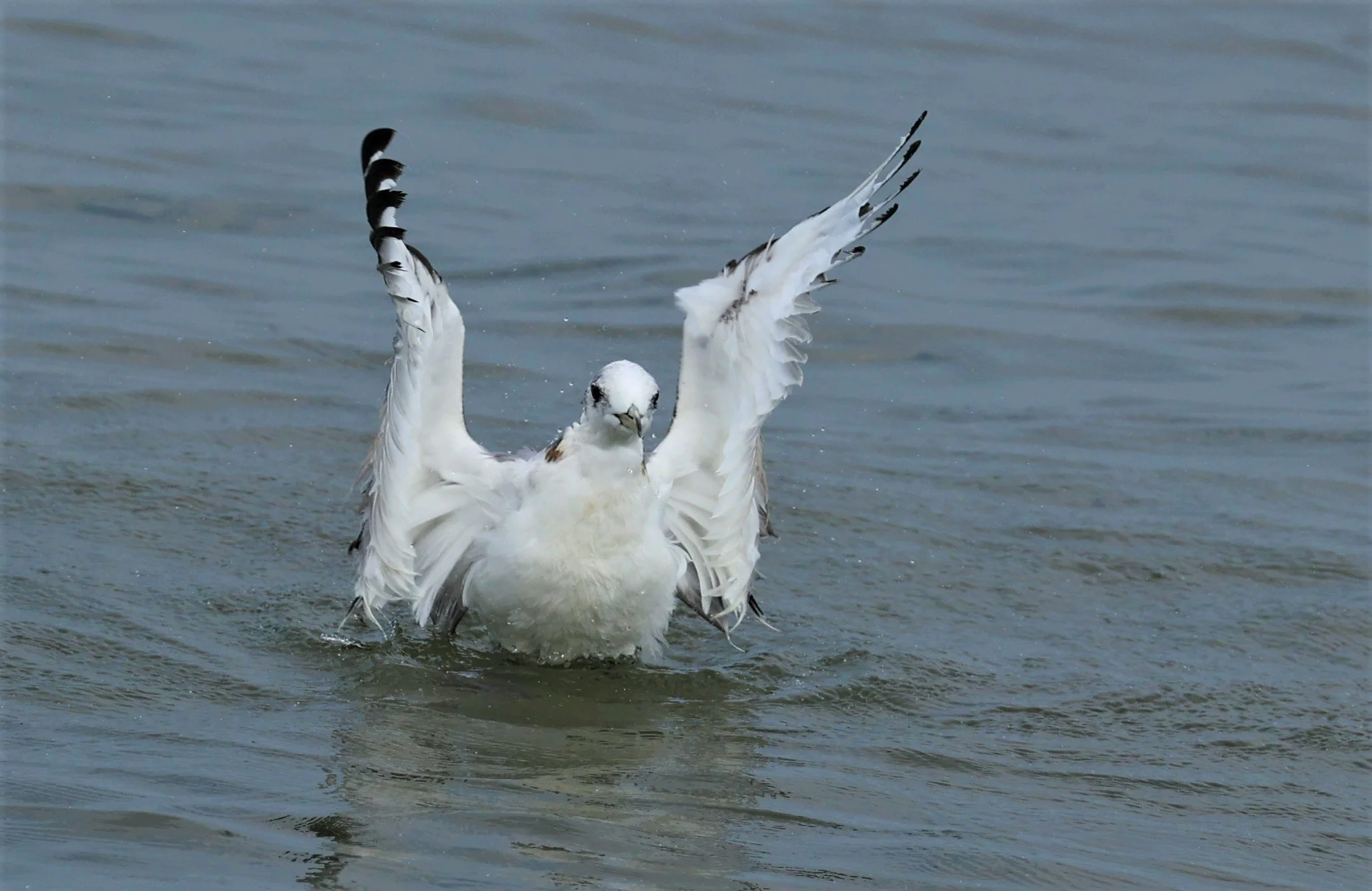 KITTIWAKE - BLACK-LEGGED KITTIWAKE - Rissa tridactyla - GULF OF SIAM OFF BANGKOK & SAMUT SAKHORN FEB 05 2022 (110).jpg