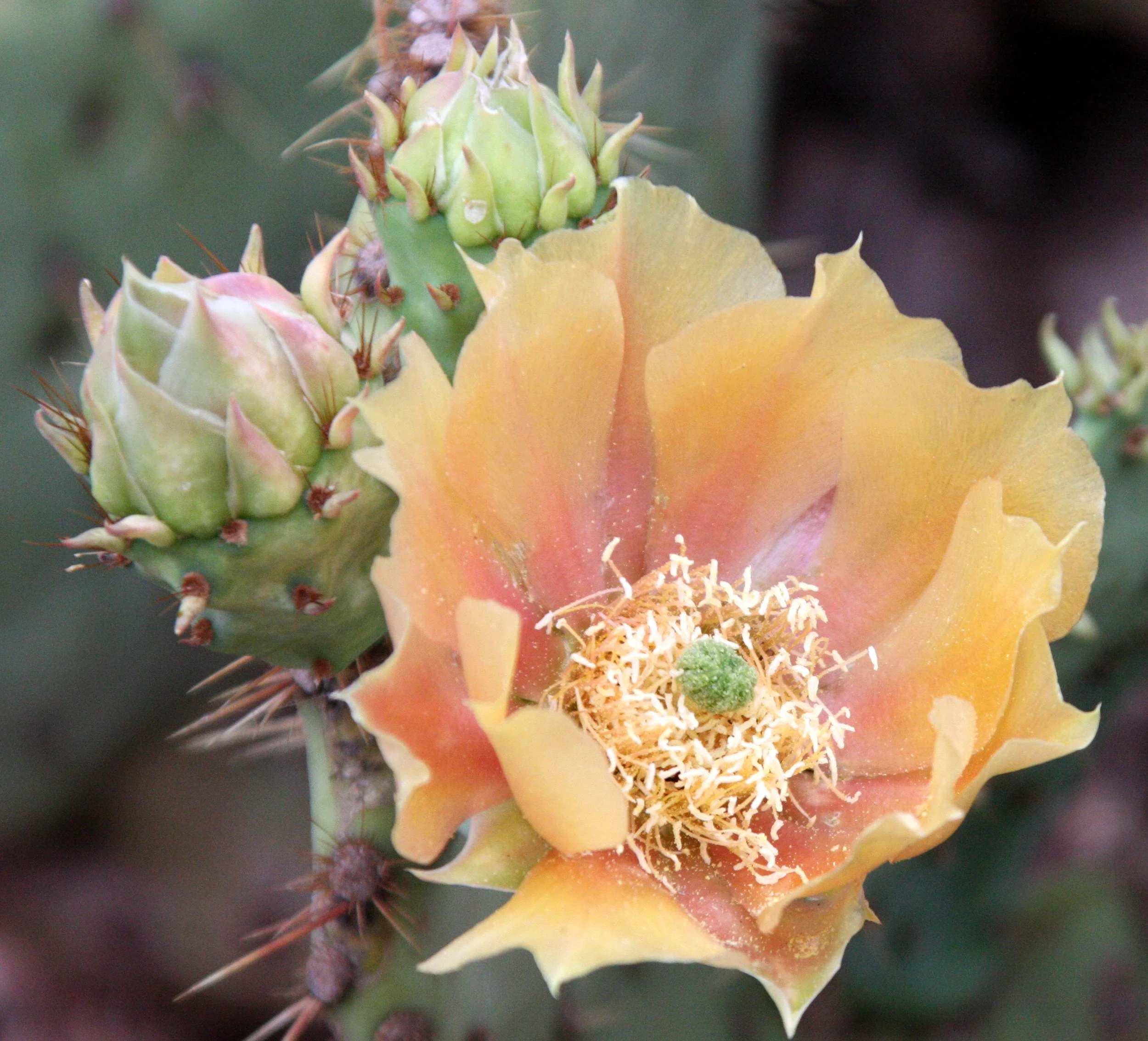 CACTACEAE - Opuntia violacea var. macrocentra - LONG-SPINE PRICKLY PEAR - WHITE SANDS NATIONAL MONUMENT (6).JPG