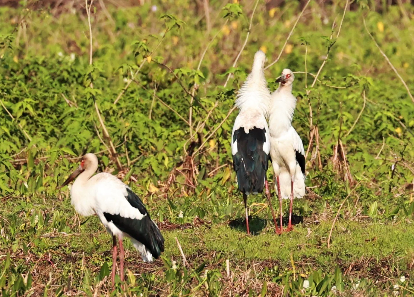 Stork - Maguari Stork - Ciconia maguari - Pantanal - Mato Grosso, Transpantaneira M-060 (24).JPG