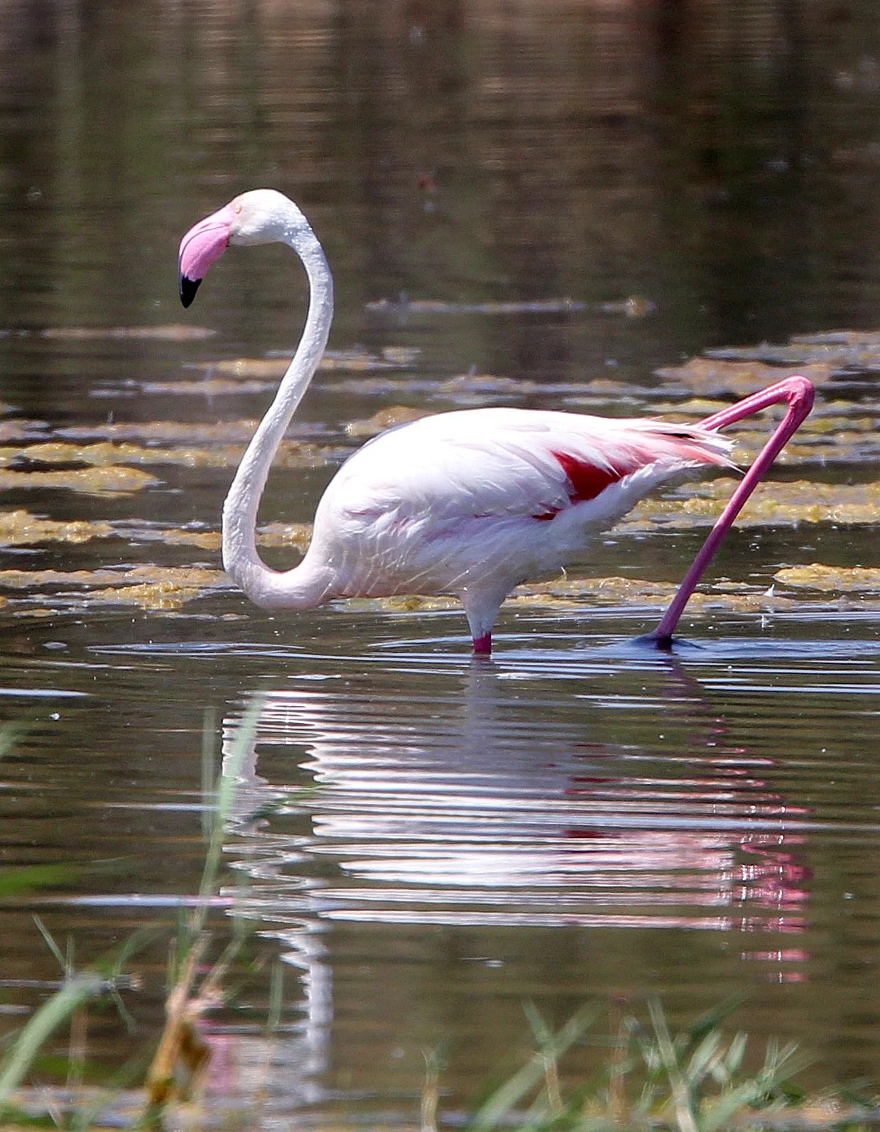 Phoenicopterus roseus - Greater Flamingo - Laguna Dulce Spain (25).JPG
