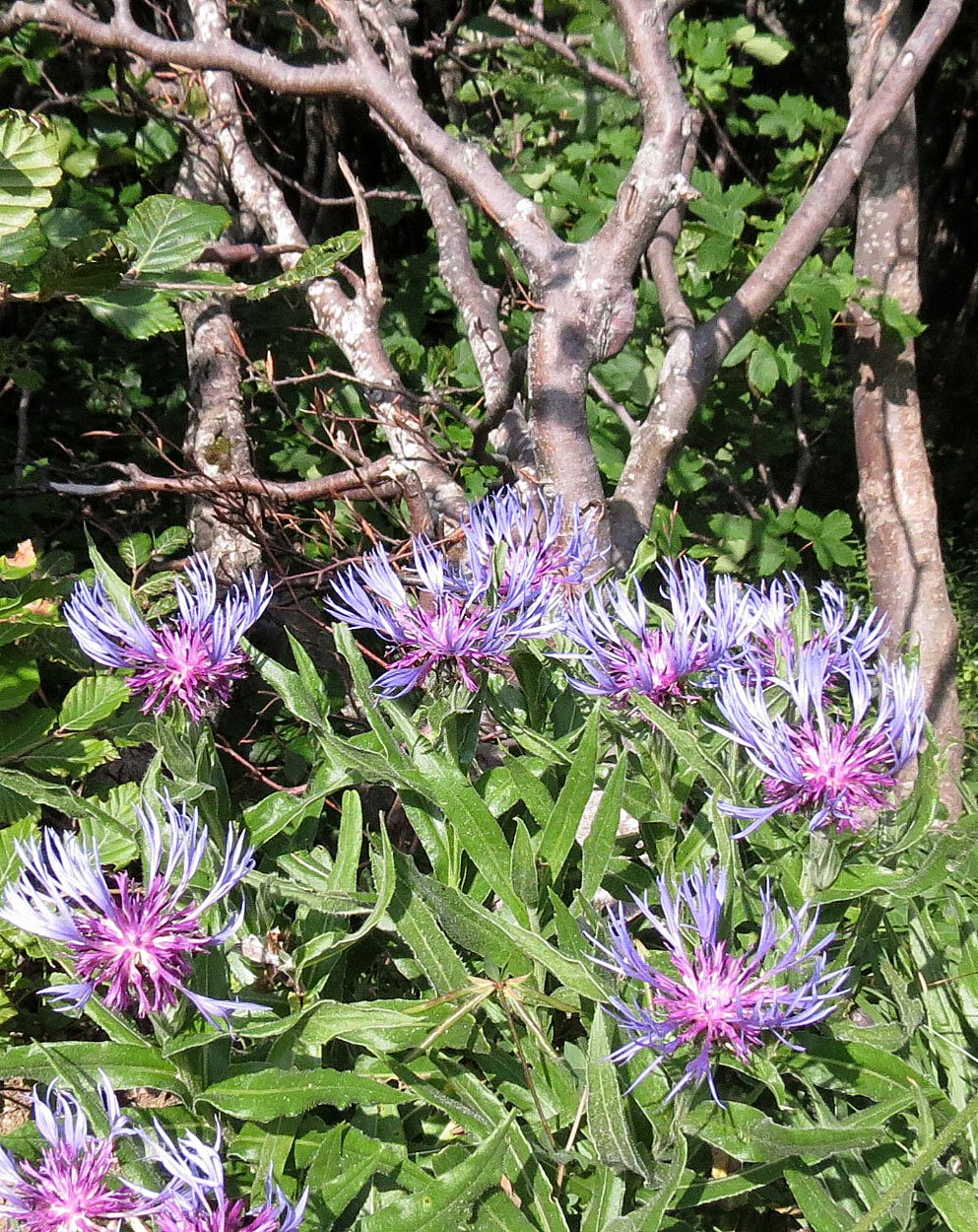 VERCOR NATIONAL PARK FRANCE (18).JPG