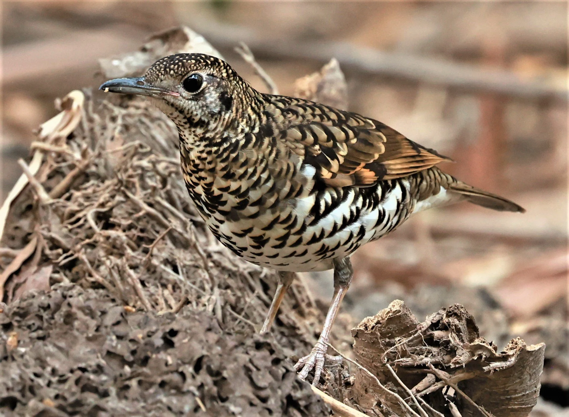 White's Thrush (Zoothera aurea) Putthamonthon Park Nakhon Pathom Thailand (173).jpg